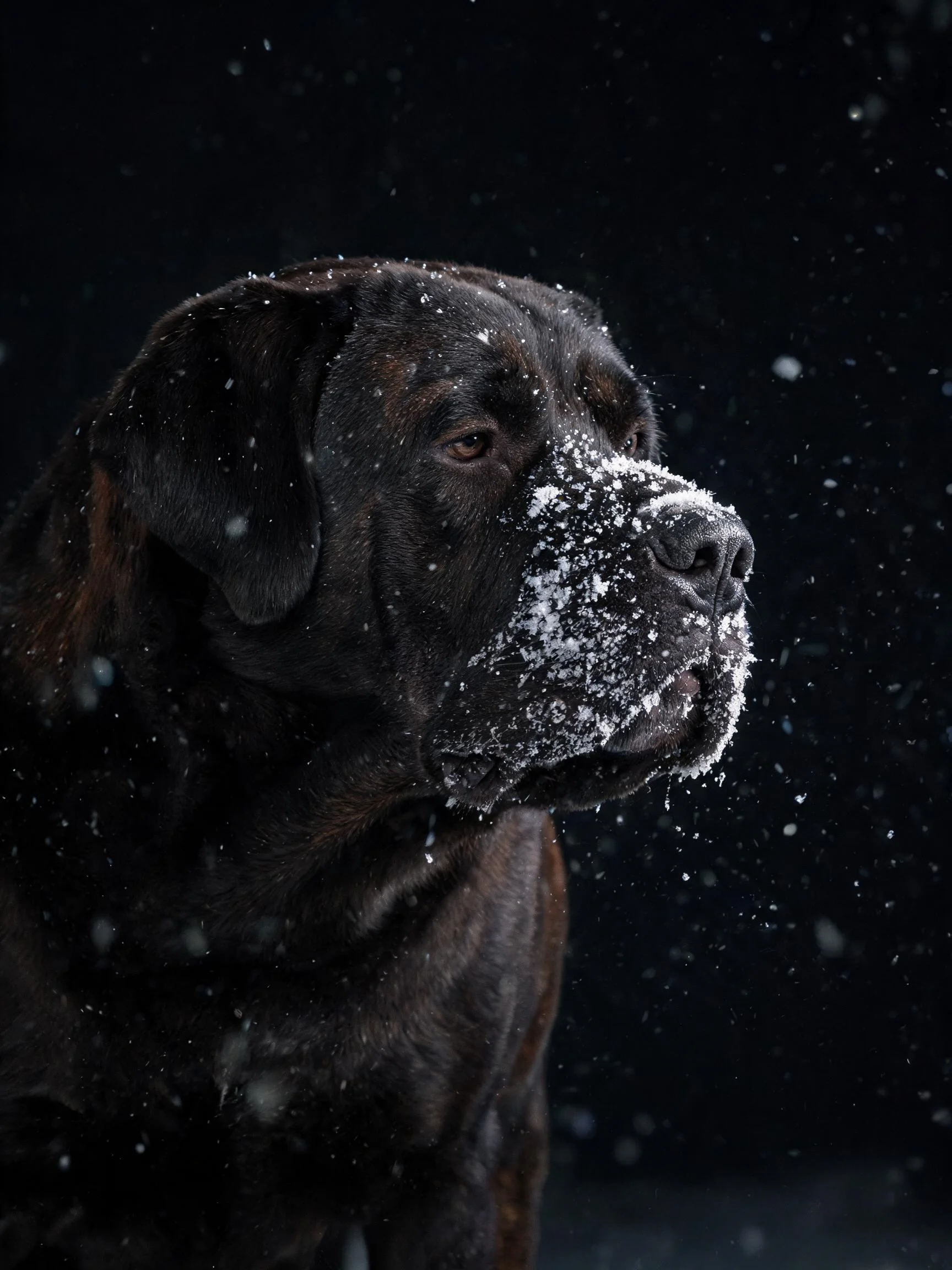 纽伯利顿獒犬面部沾有白雪，黑色皮毛在暗背景下十分醒目，雪花纷飞增添了画面动感。