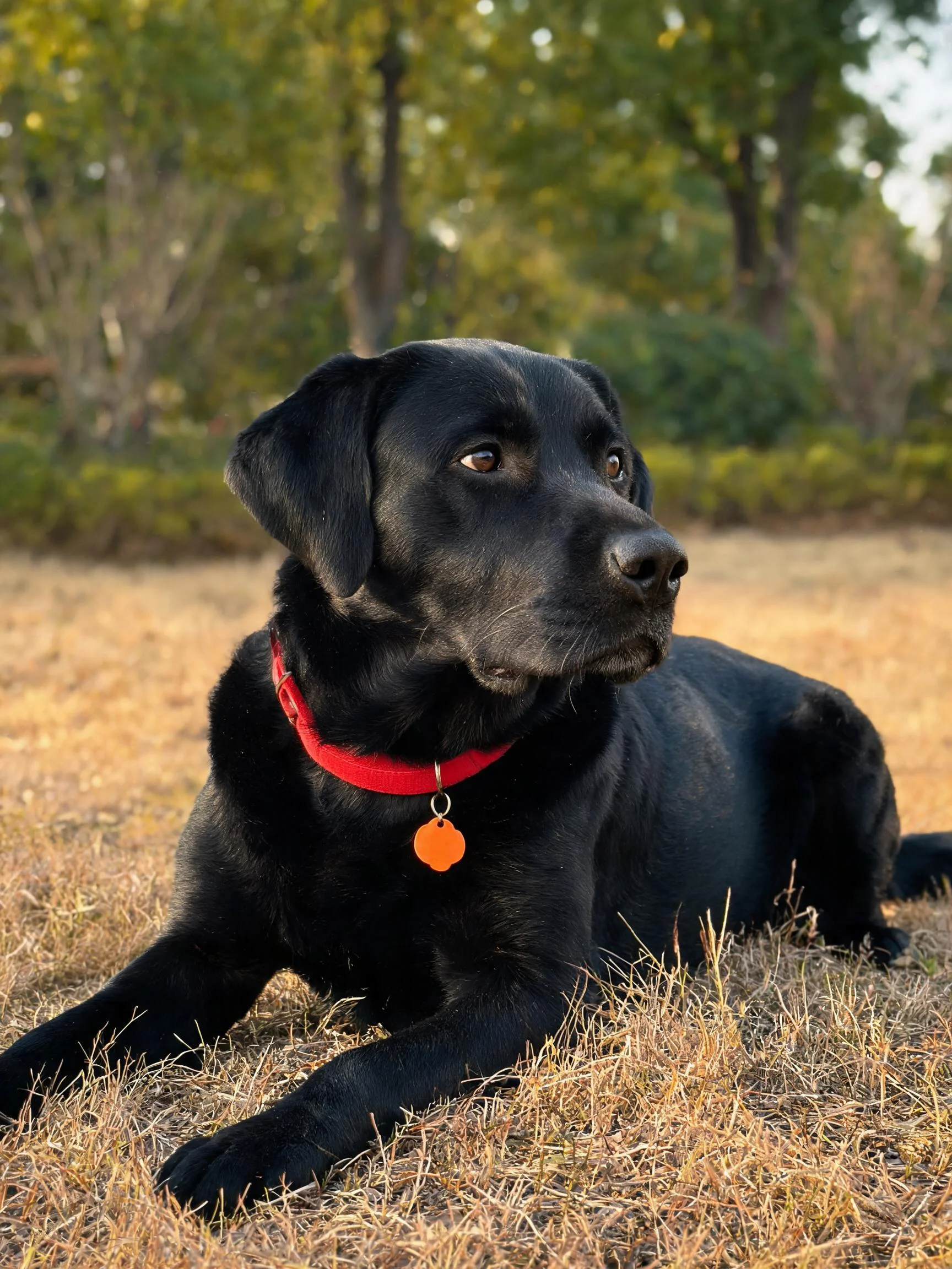 黑色拉布拉多犬趴在干燥草坪上,红色项圈挂着橙色身份牌,黑色短毛顺滑贴附身体。