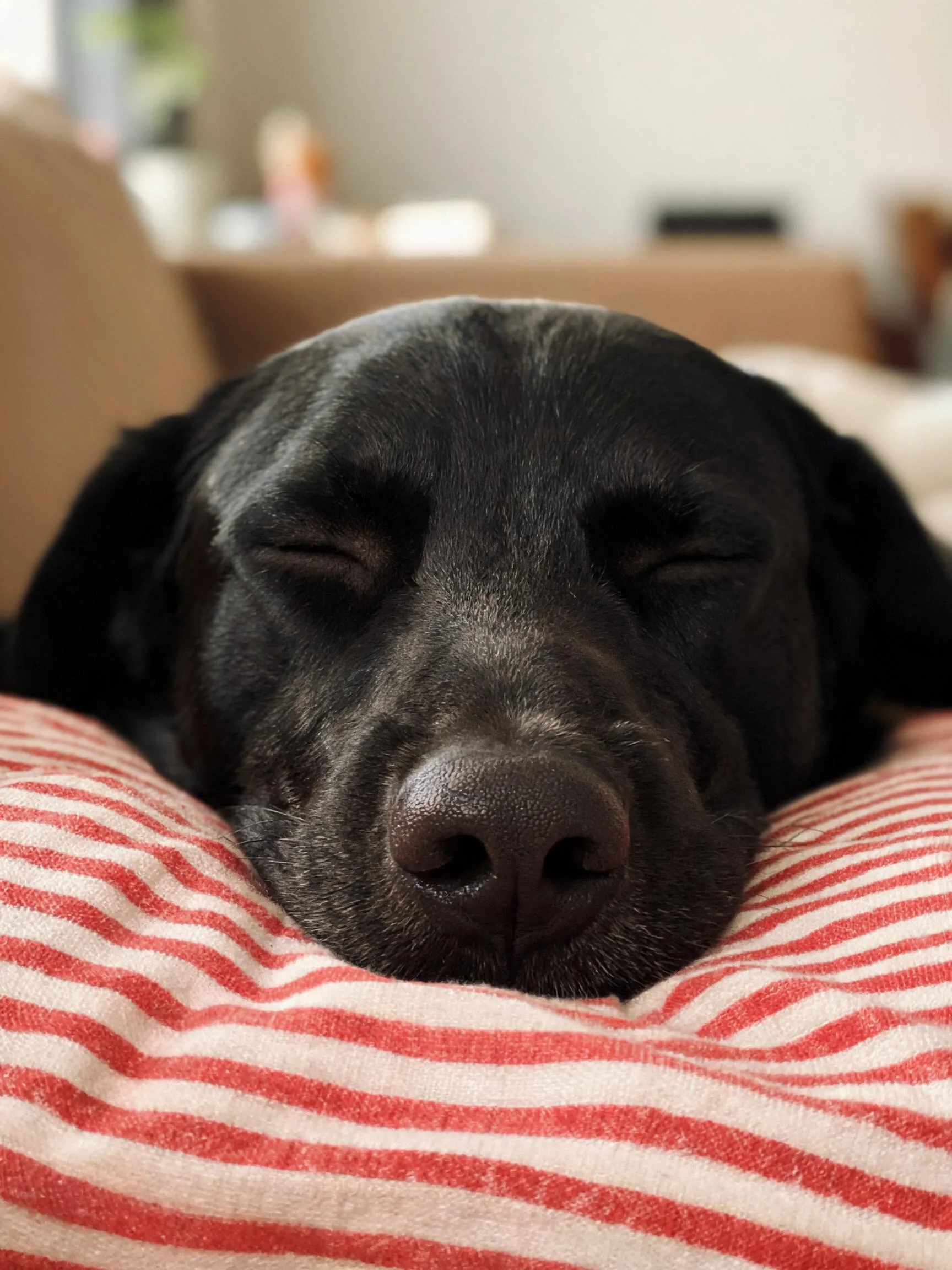 黑色拉布拉多犬双眼闭合,躺卧在红白条纹织物上,面部表情平静。