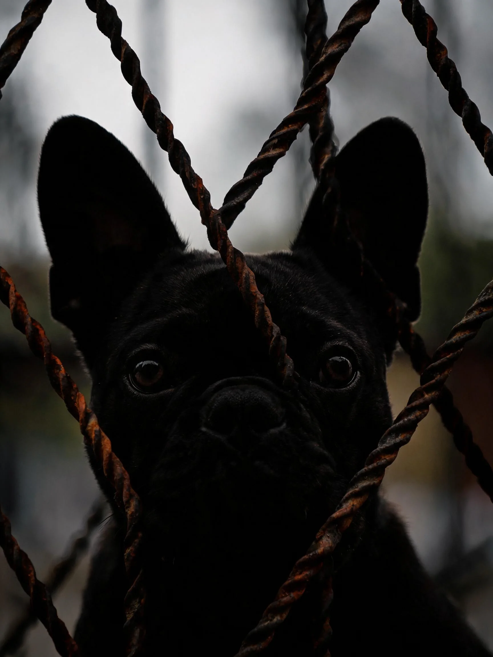 法国斗牛犬透过带有锈迹的铁丝网凝视,黑色皮毛与金属网的纹理形成鲜明对比。