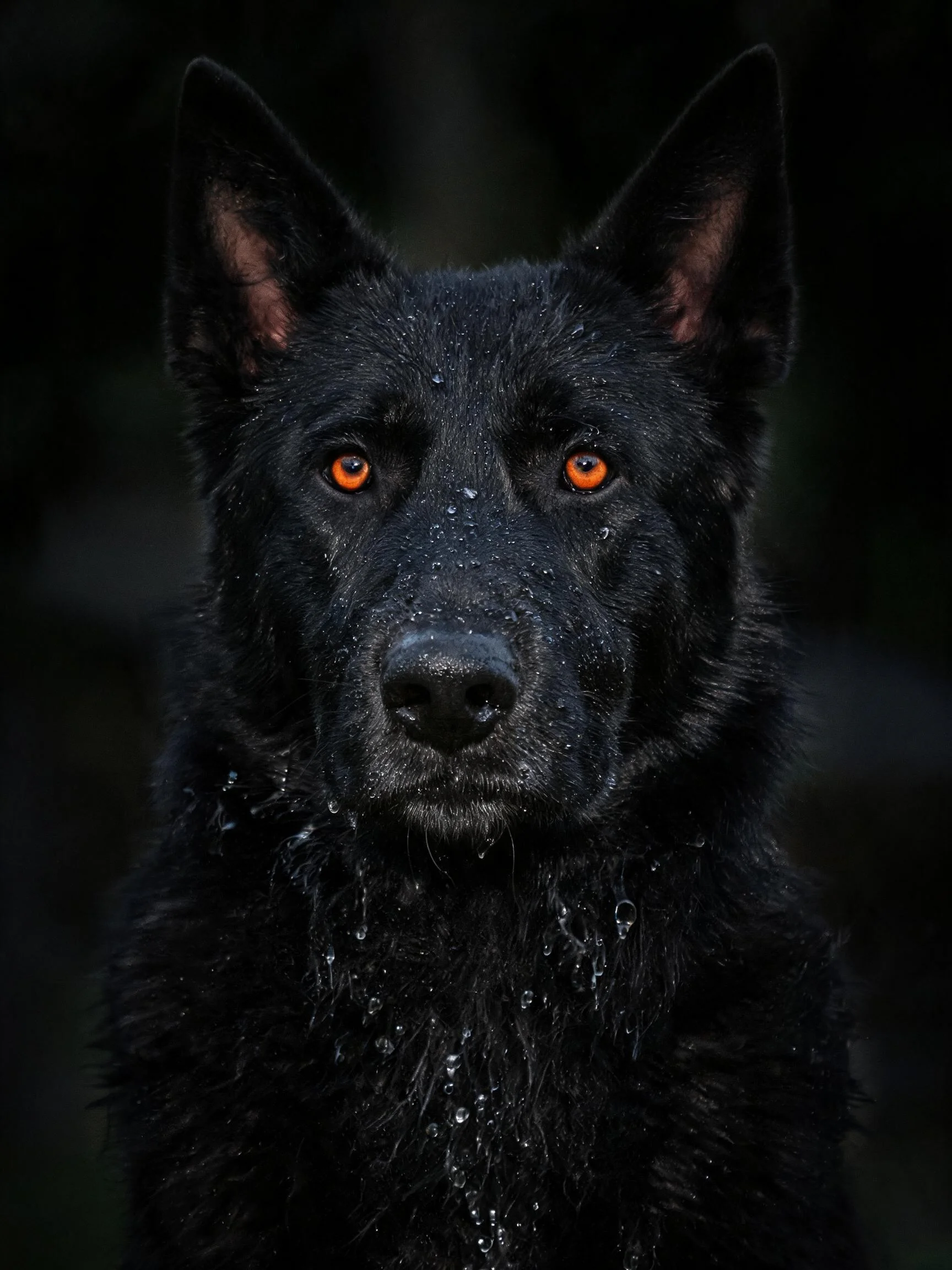一只黑色比利时马里努阿犬,眼部呈橙红色,面部有水滴痕迹。