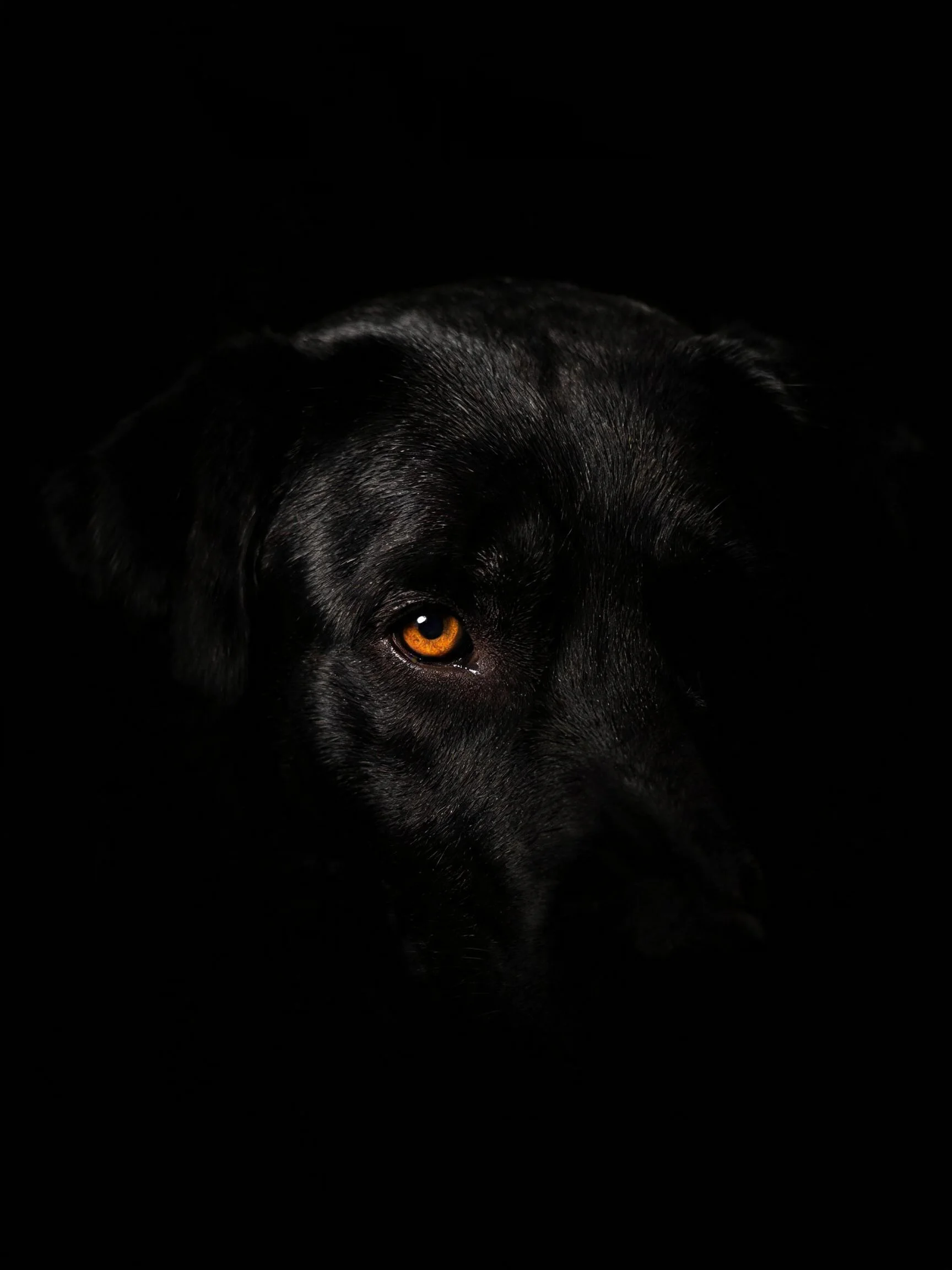 黑色拉布拉多猎犬有着橙黄色眼睛,在暗调环境下显得格外突出。