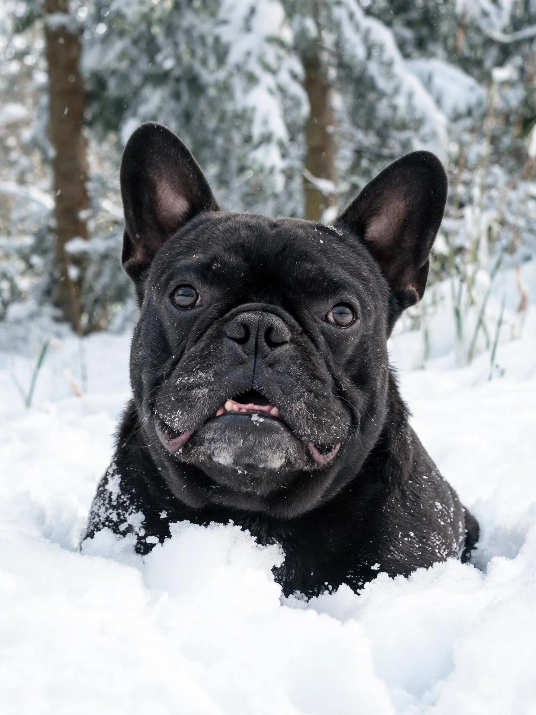 雪地中一只黑色法国斗牛犬,脸部沾有少量积雪,眼神专注。