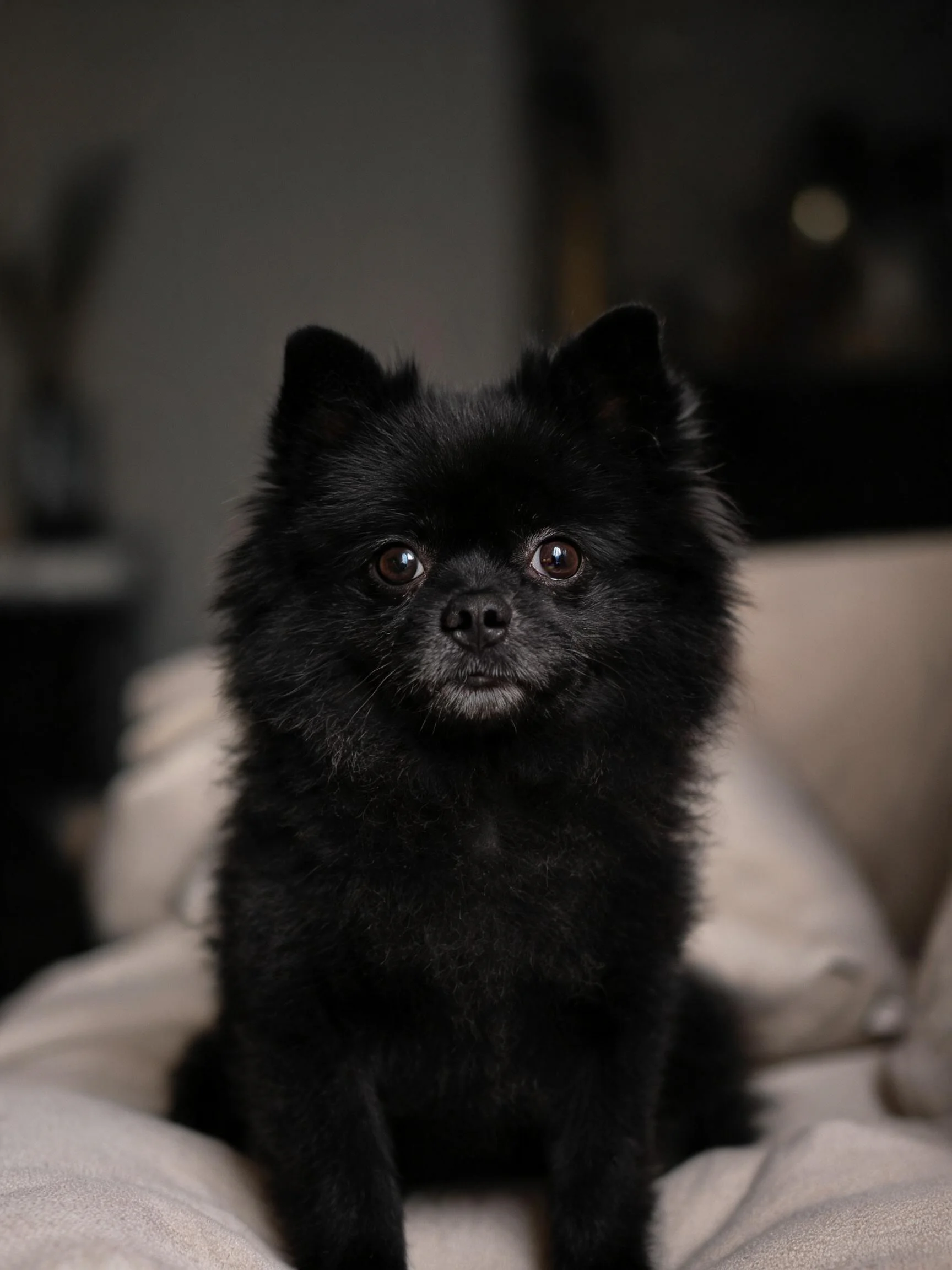 一只黑色的博美犬，拥有浓密柔软的黑色毛发，正安静地坐在浅色床上。
