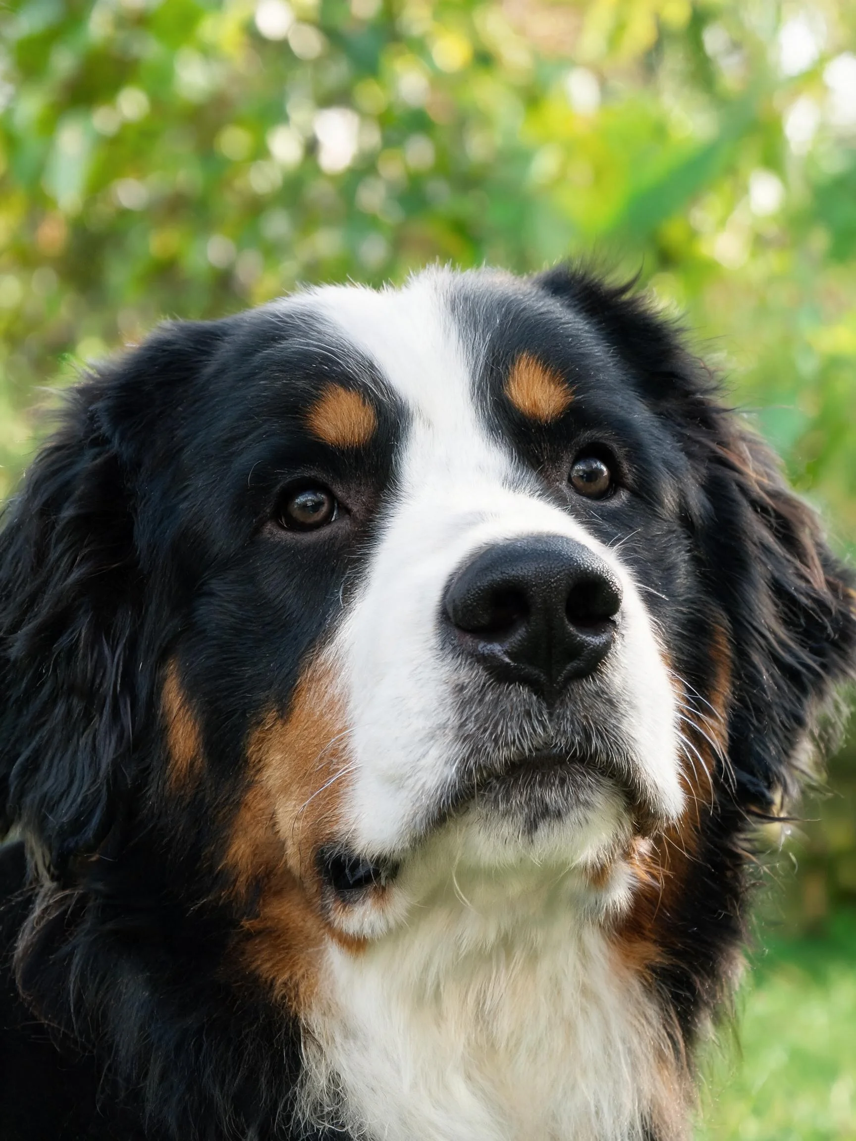 伯恩山犬面部有黑白棕三色毛发,白色斑纹清晰分布在脸部,眼睛明亮注视前方。