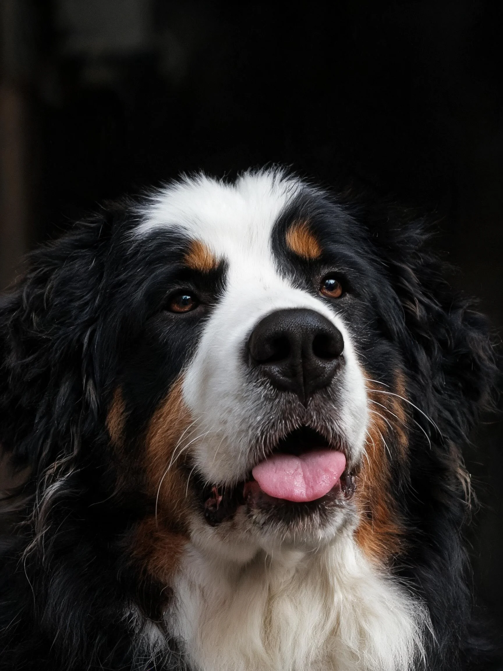 伯恩山犬吐着粉色舌头,黑色的鼻子与三色被毛形成鲜明对比,毛发浓密蓬松。