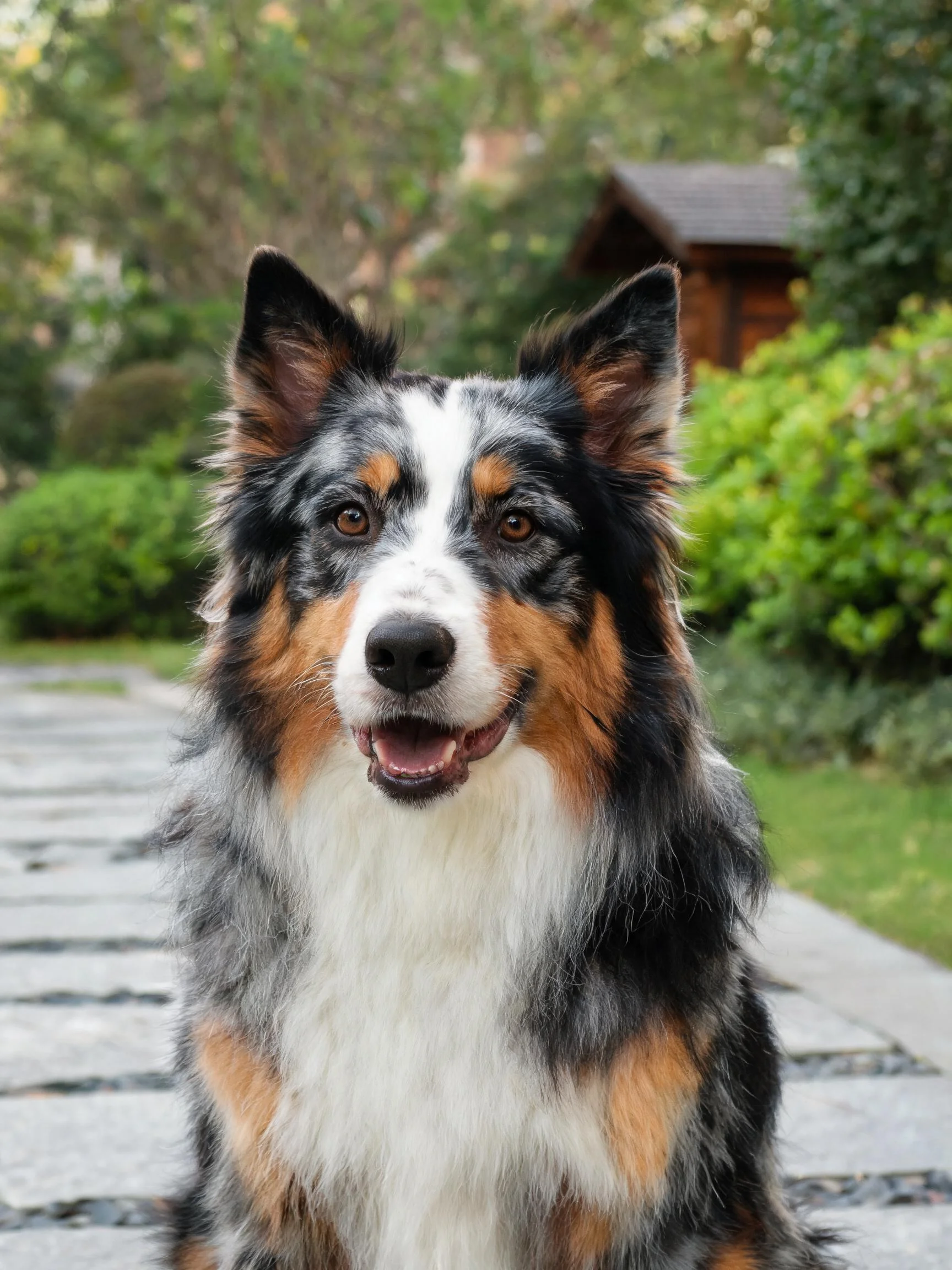 三色澳大利亚牧羊犬特写，其毛发蓬松且带有黑、白、棕三种颜色，眼睛明亮注视前方。