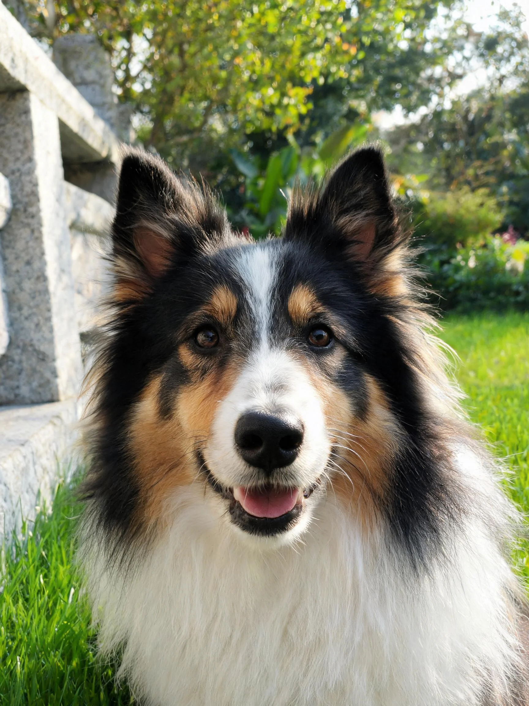 三色边境牧羊犬有着黑白棕相间的毛发,耳朵竖立,嘴巴张开露出粉红色舌头,处于阳光照耀下的草地环境中。