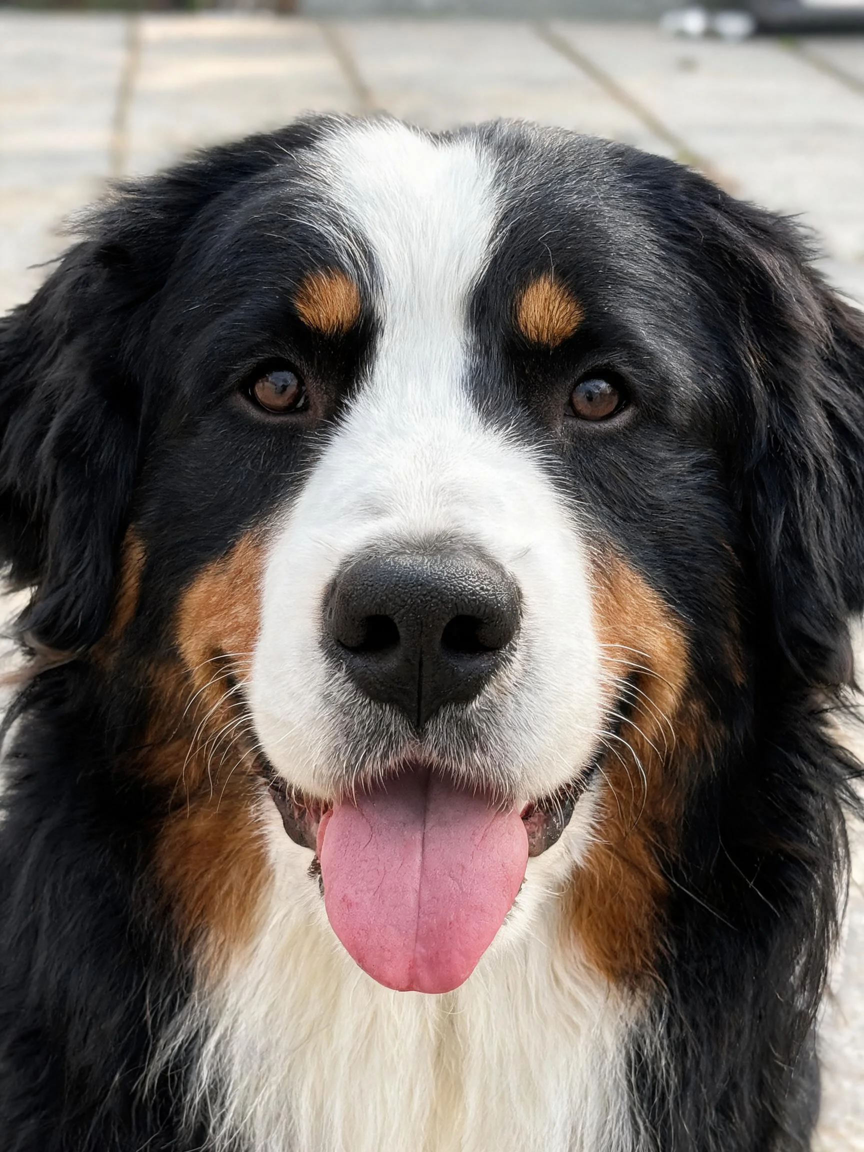 伯恩山犬张嘴喘气,粉红色舌头清晰可见,毛发为黑白色调带棕色斑纹。