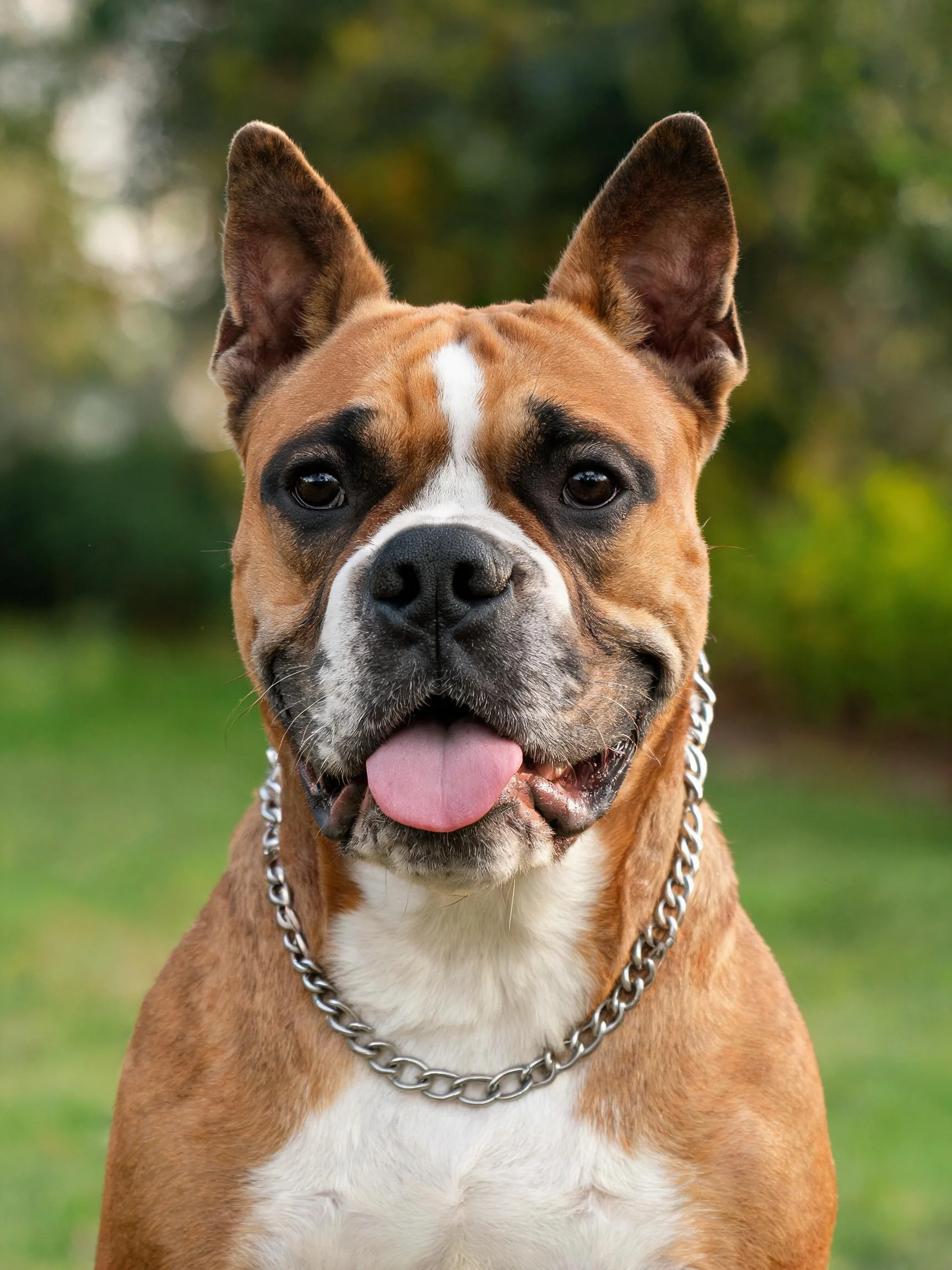 拳师犬有着棕白相间的被毛,黑色的眼周斑纹明显,佩戴银色金属链条项圈,舌头伸出。