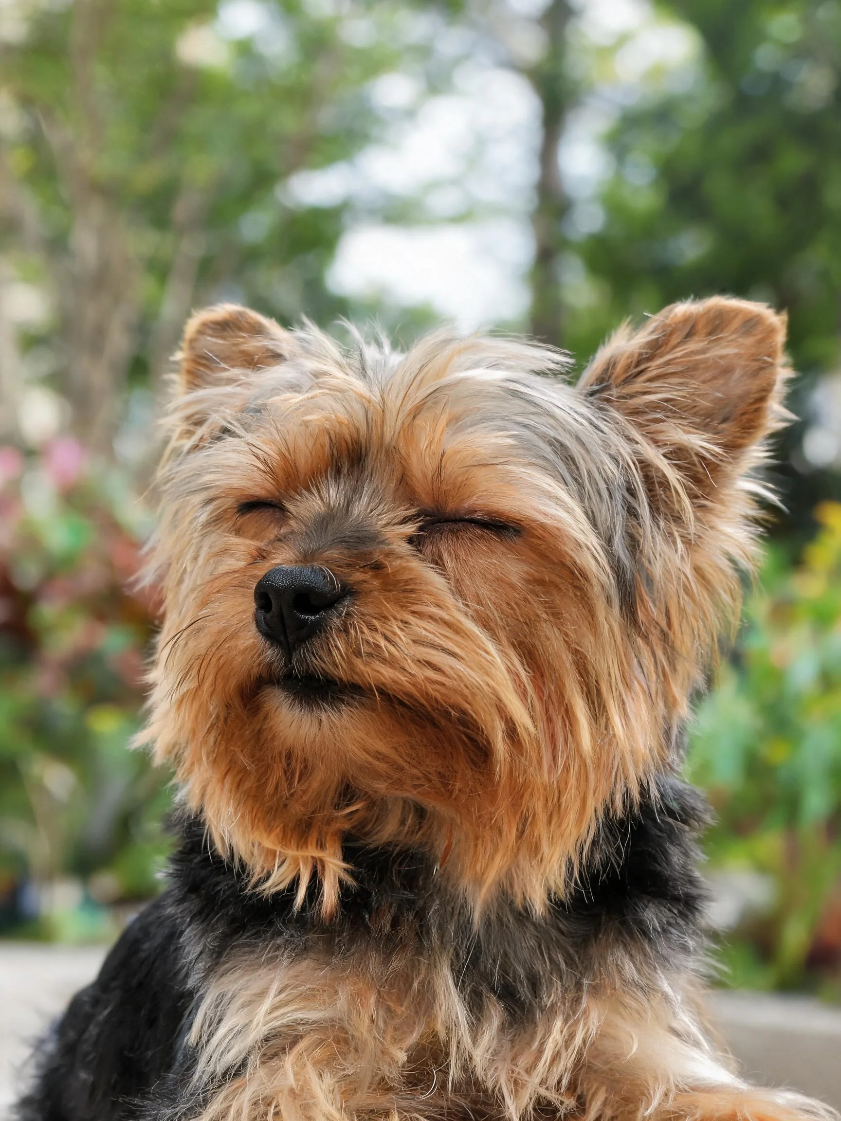 一只约克夏梗犬闭着眼睛,棕黑相间的丝质毛发清晰可见。