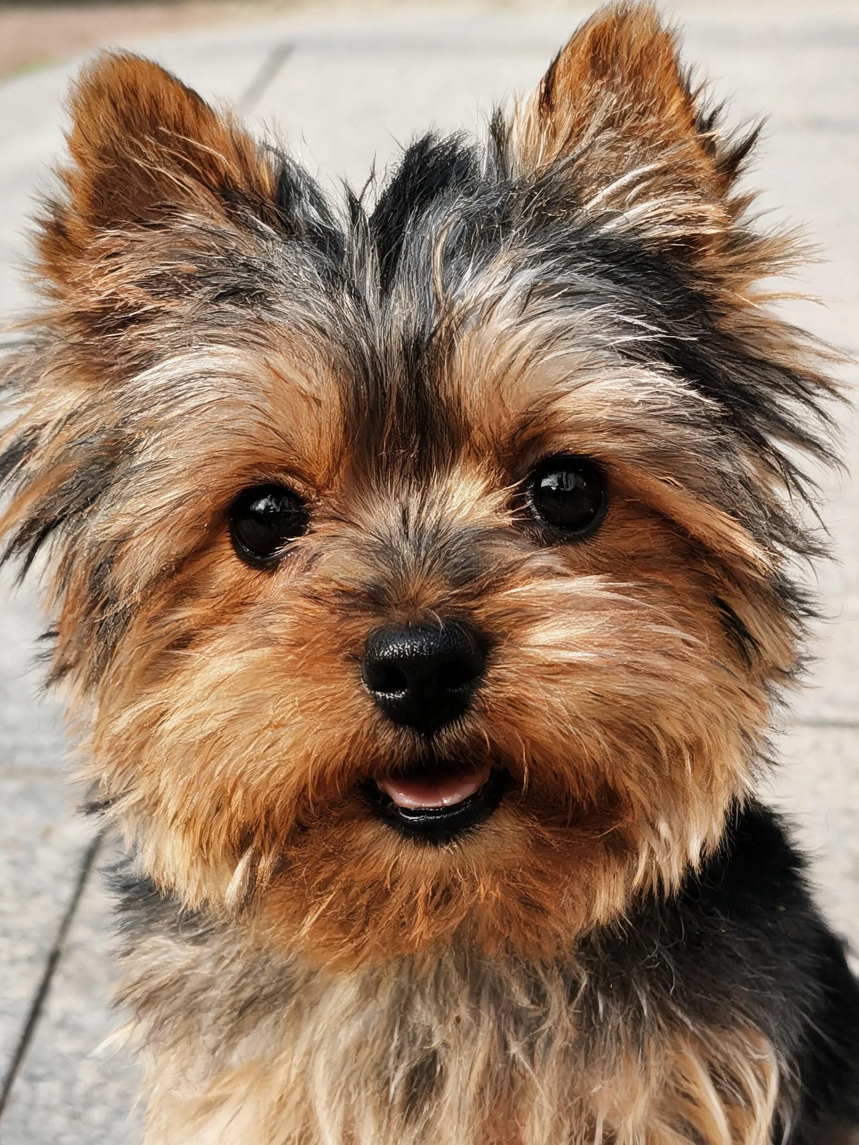 一只约克夏梗犬,其毛发呈现出黑棕相间的颜色,眼睛明亮,处于砖石地面上。