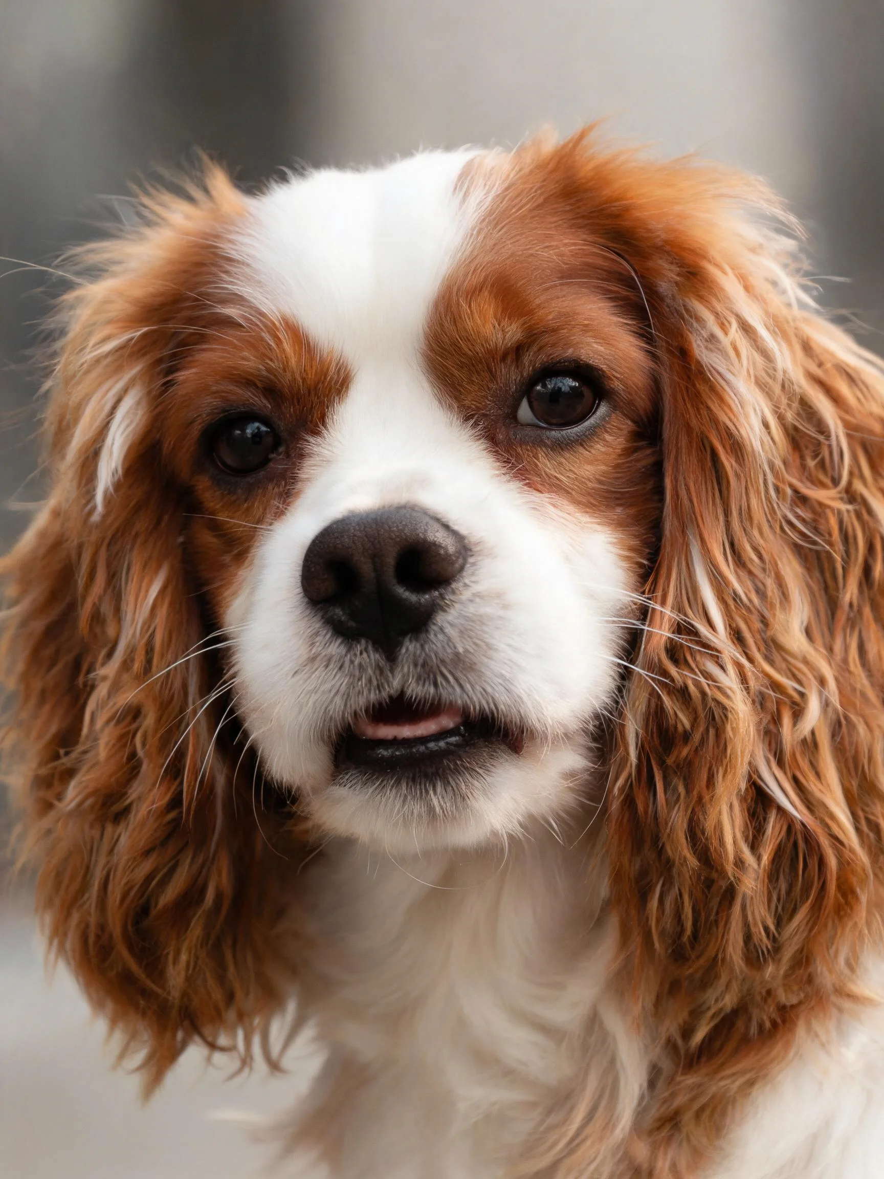 一只王查理王小猎犬,红白相间的毛发与长卷耳朵清晰可见。