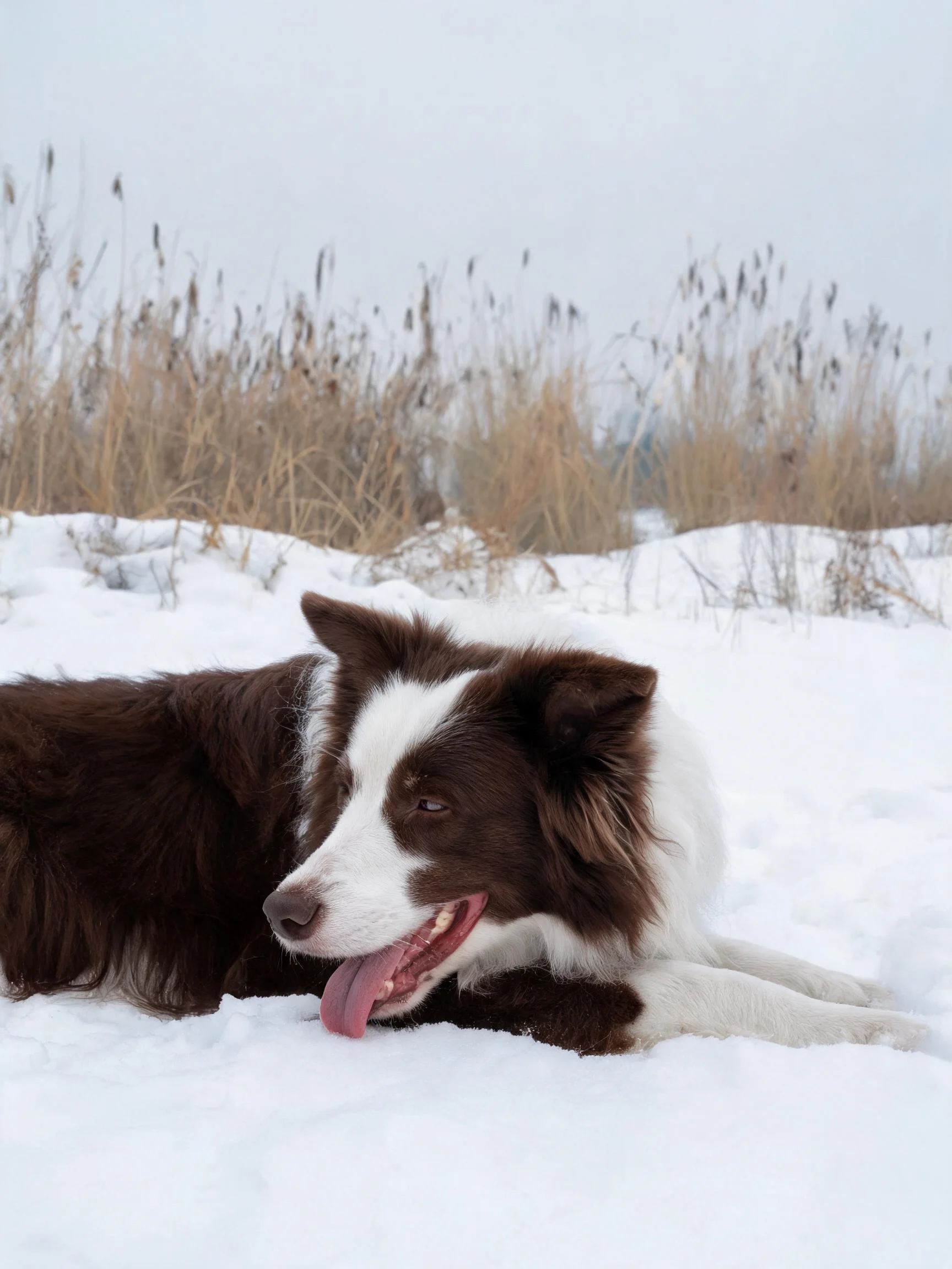 边境牧羊犬棕白相间的毛发,粉红色舌头伸出,趴在雪地上。
