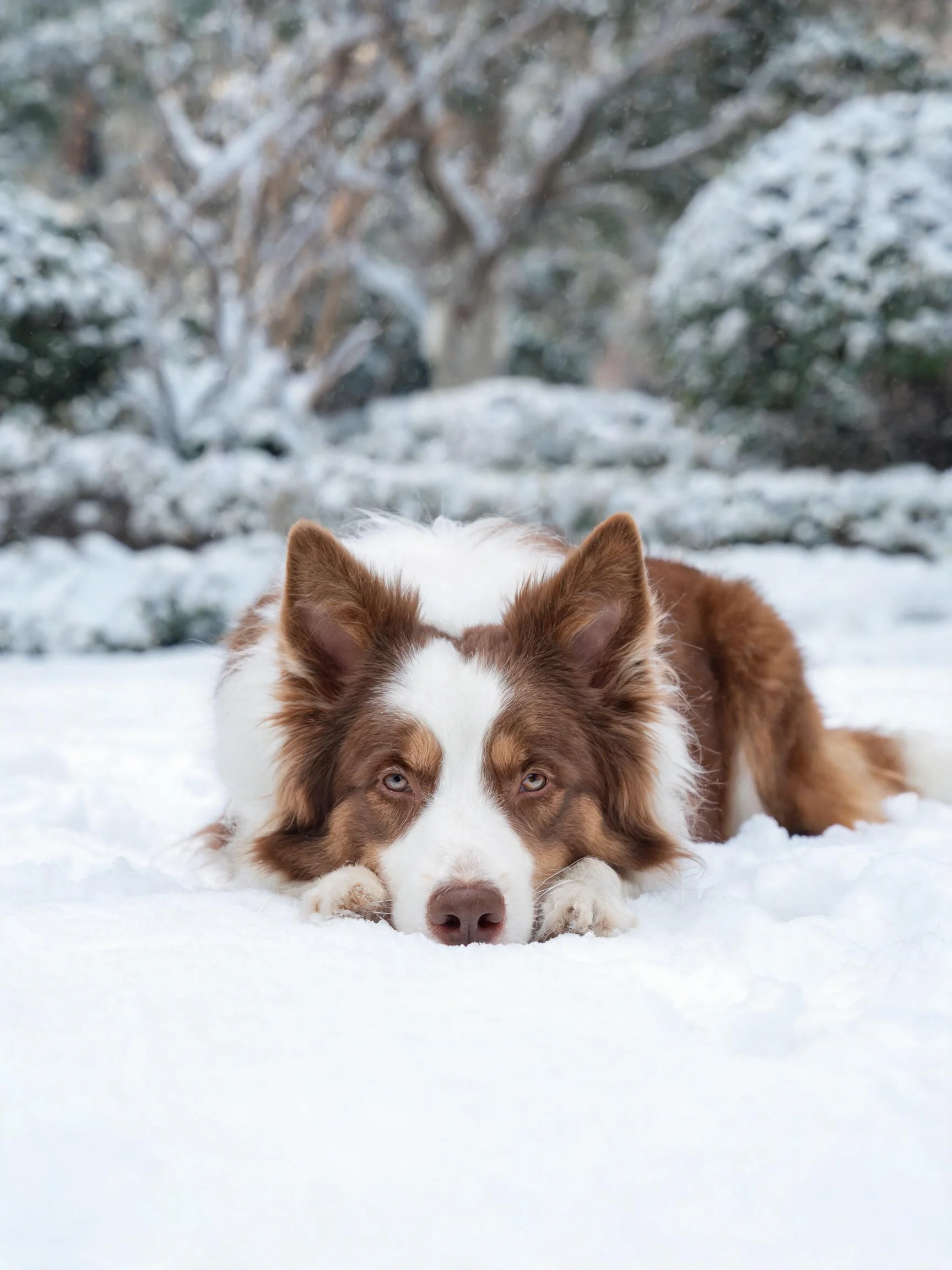 一只红白相间的边境牧羊犬趴在雪地上,湿润的鼻尖轻触雪面,眼神平静地注视着镜头方向。
