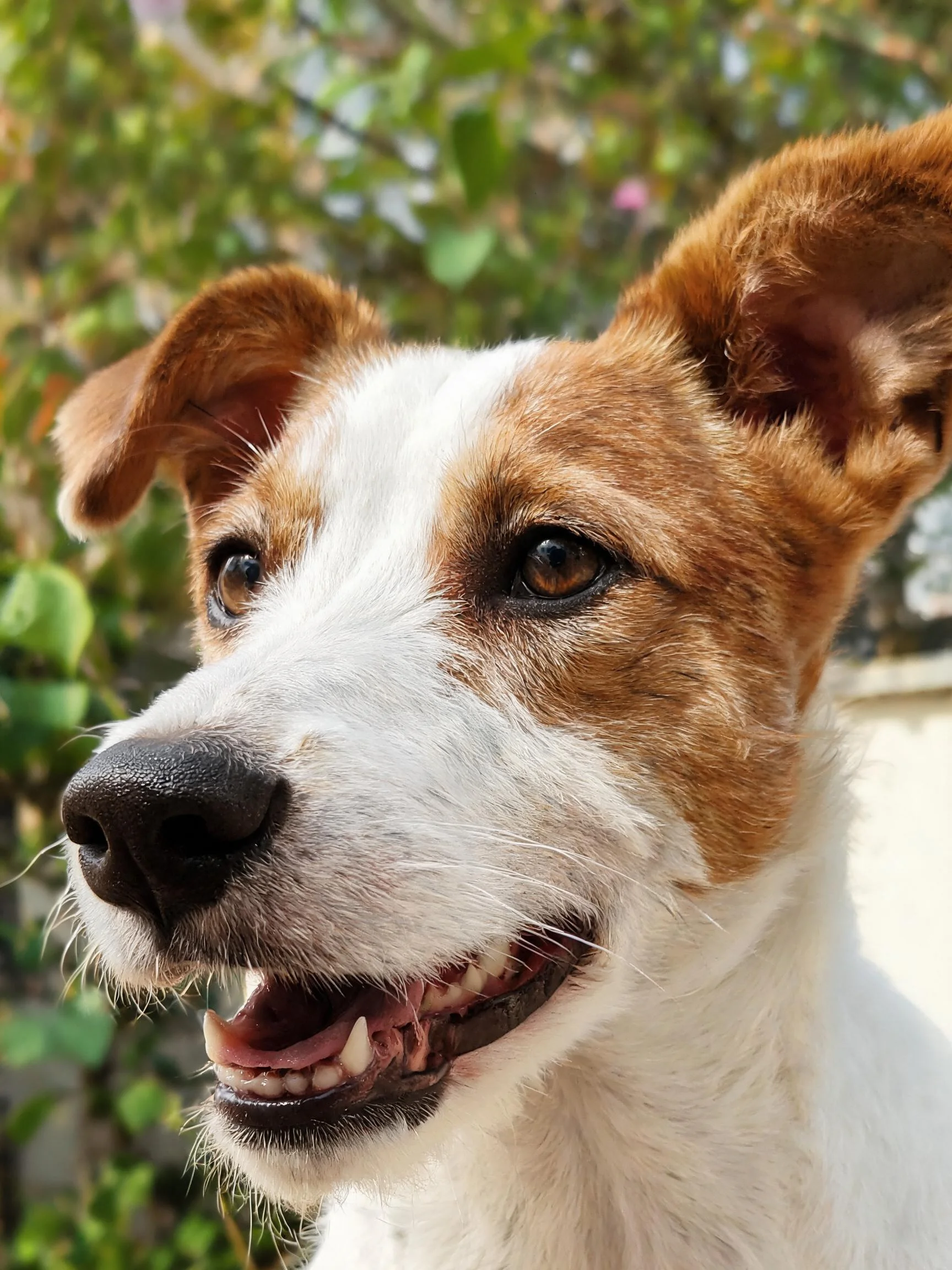 杰克罗素梗犬有着白色与棕色相间的毛发,嘴巴张开露出牙齿,背景是绿色植被。