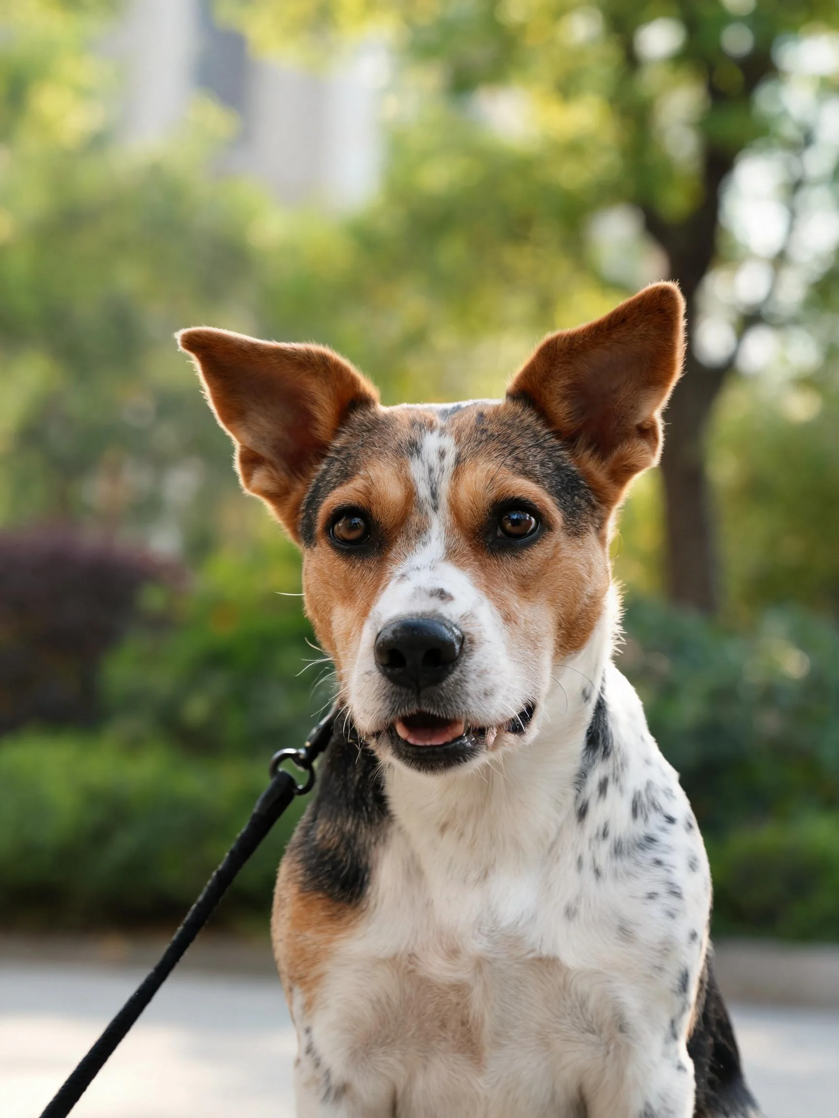 三色混血犬有着白、黑、棕三色被毛，耳朵直立，嘴巴呈放松状态。