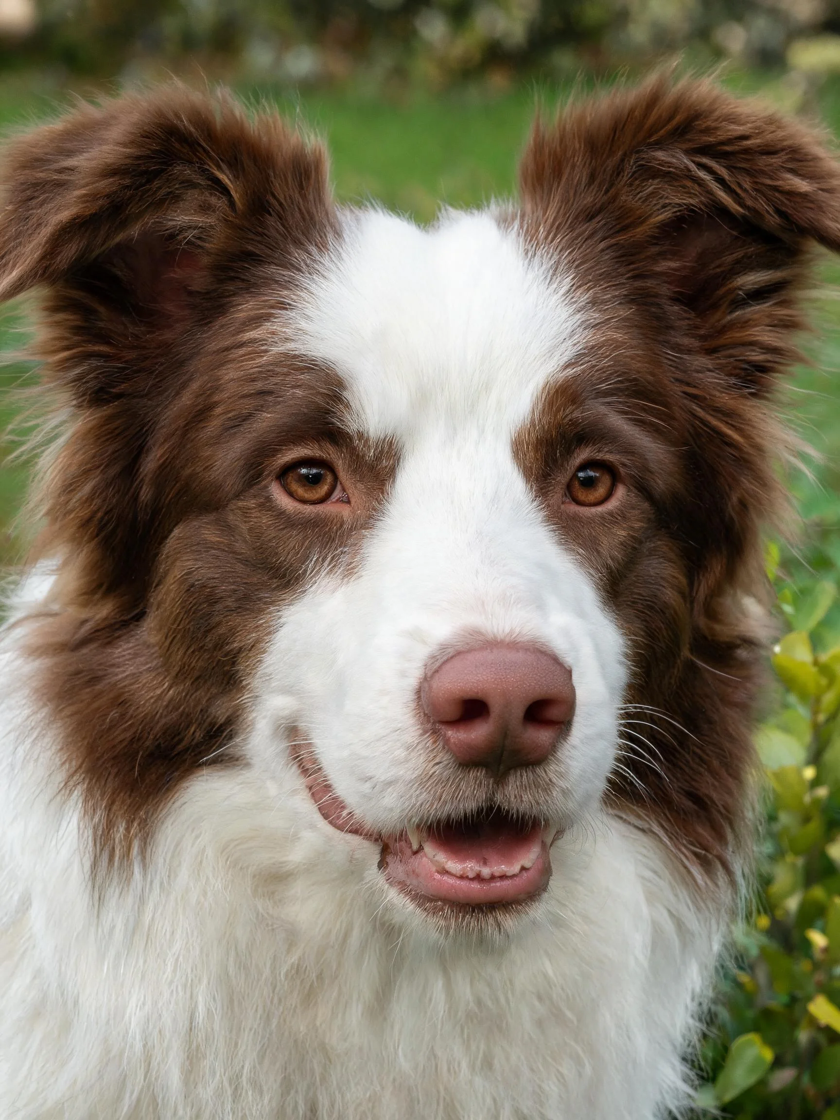 一只棕白相间的边境牧羊犬,嘴巴张开露出牙齿,眼神专注地看向镜头方向。