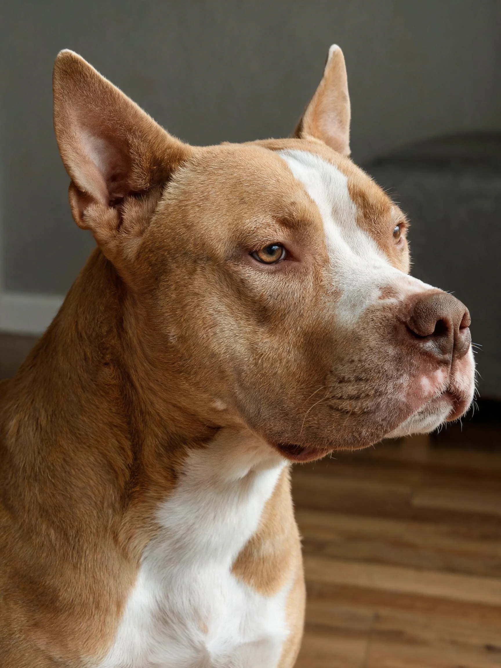 一只棕白相间的美国斯塔福梗犬正安静地向一侧看去,短而紧实的被毛清晰可见。