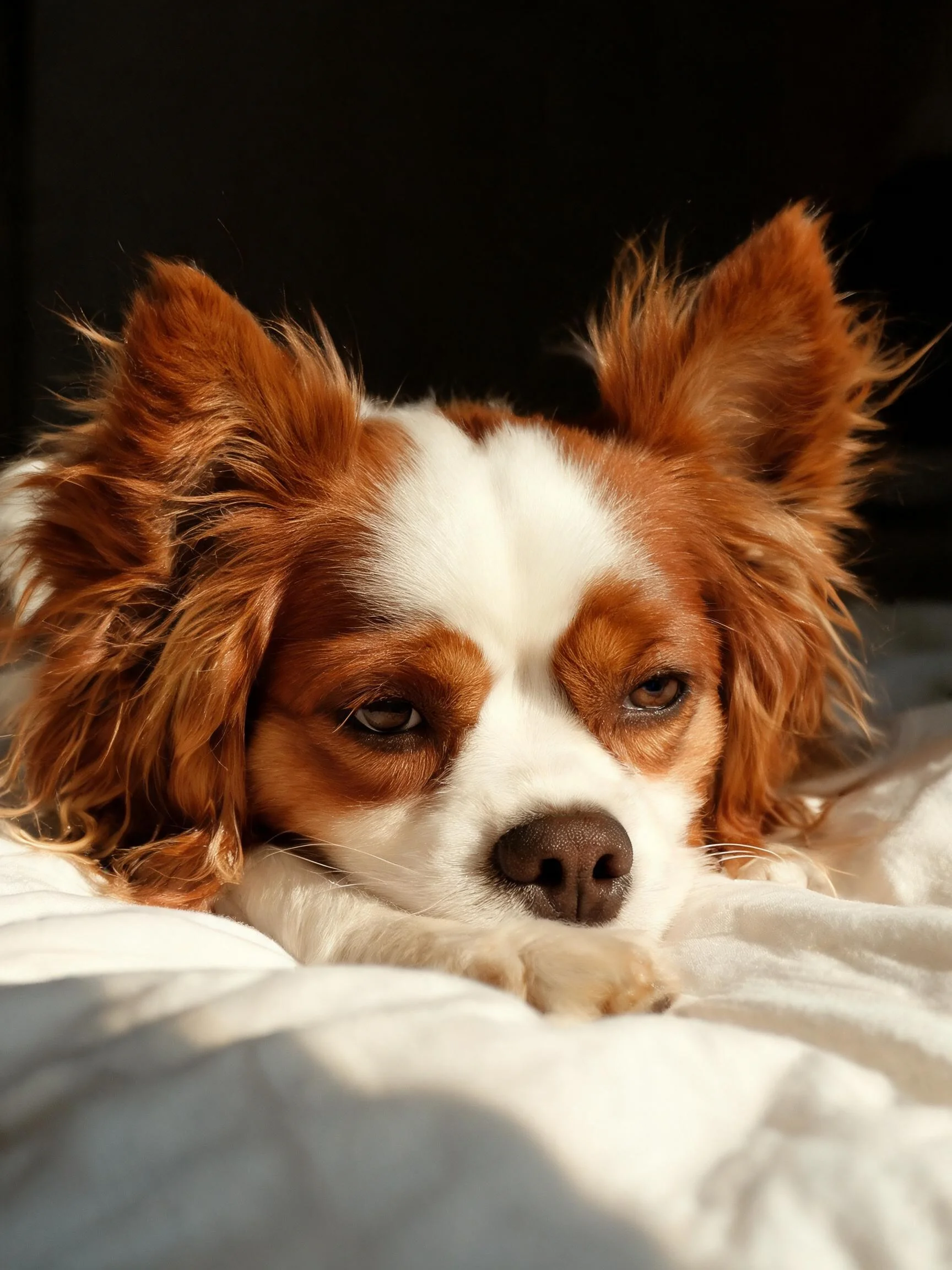 卡瓦利王冠猎犬安静躺卧,毛发蓬松,眼睛半睁呈现放松状态。