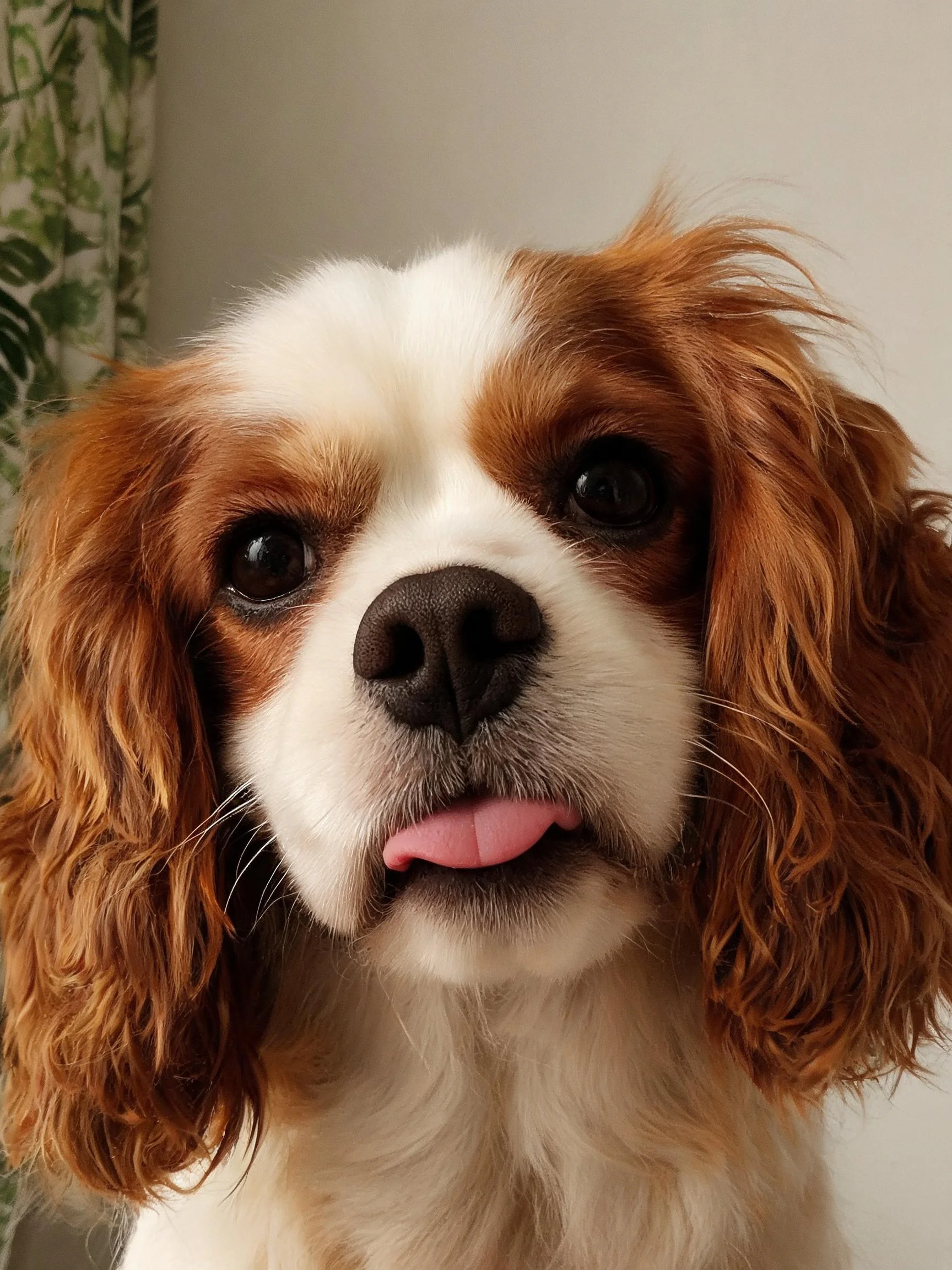 一只王查理王小猎兔犬,展现出其红白色调的卷曲毛发和明亮的眼睛。