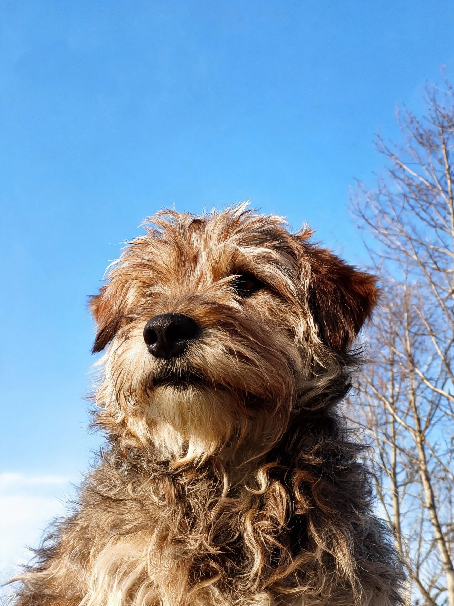 一只软毛爱尔兰猎狼犬,浅棕色卷曲毛发覆盖附在头部,眼神专注凝视远方。
