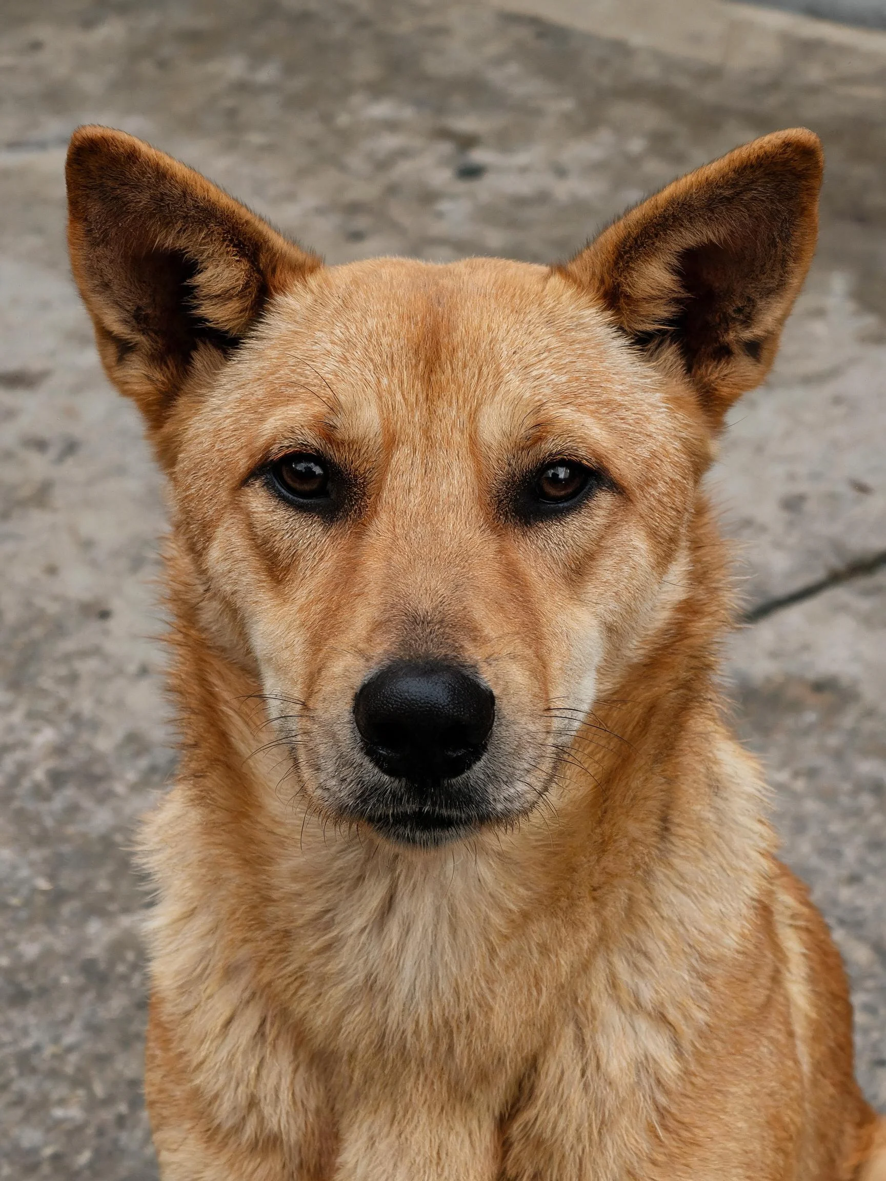澳洲野犬特写镜头,浅棕色皮毛贴附在脸部,耳朵竖立呈现警觉状态。