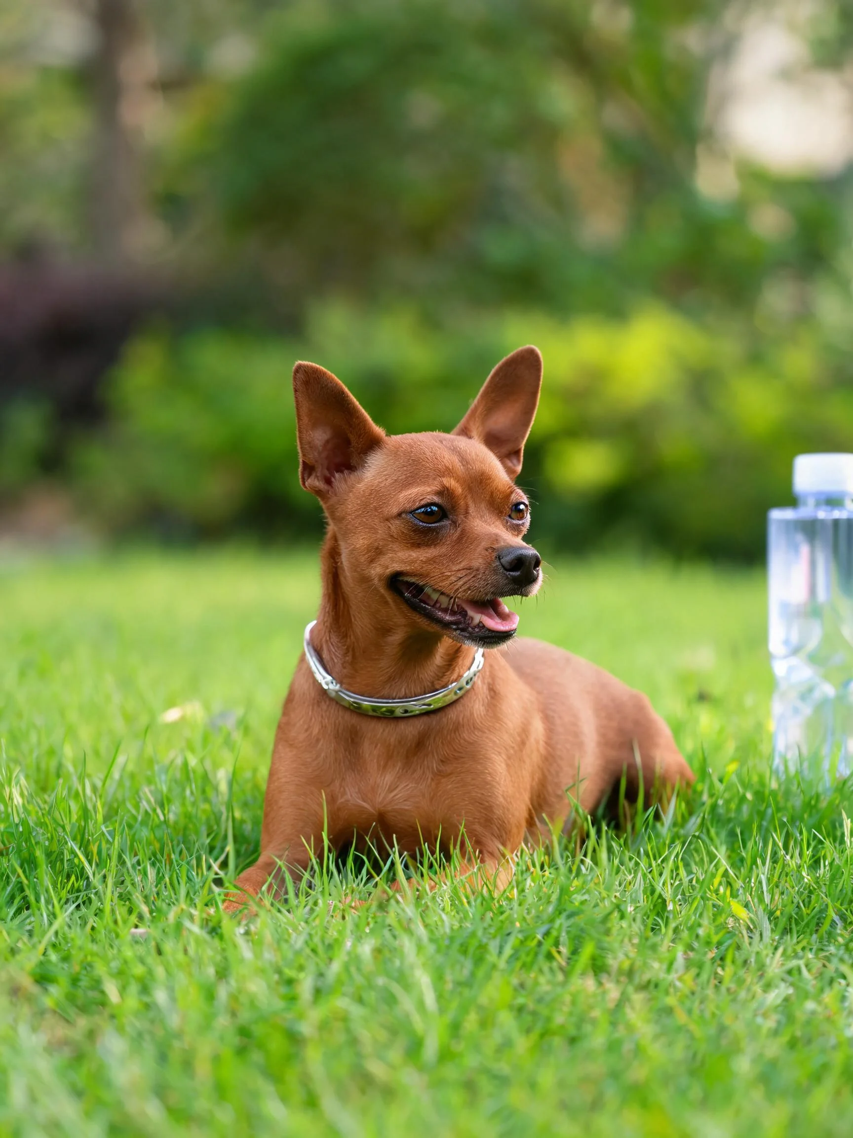 迷你杜宾犬趴在草地上,红棕色短毛顺滑,身旁有一瓶透明塑料水瓶。