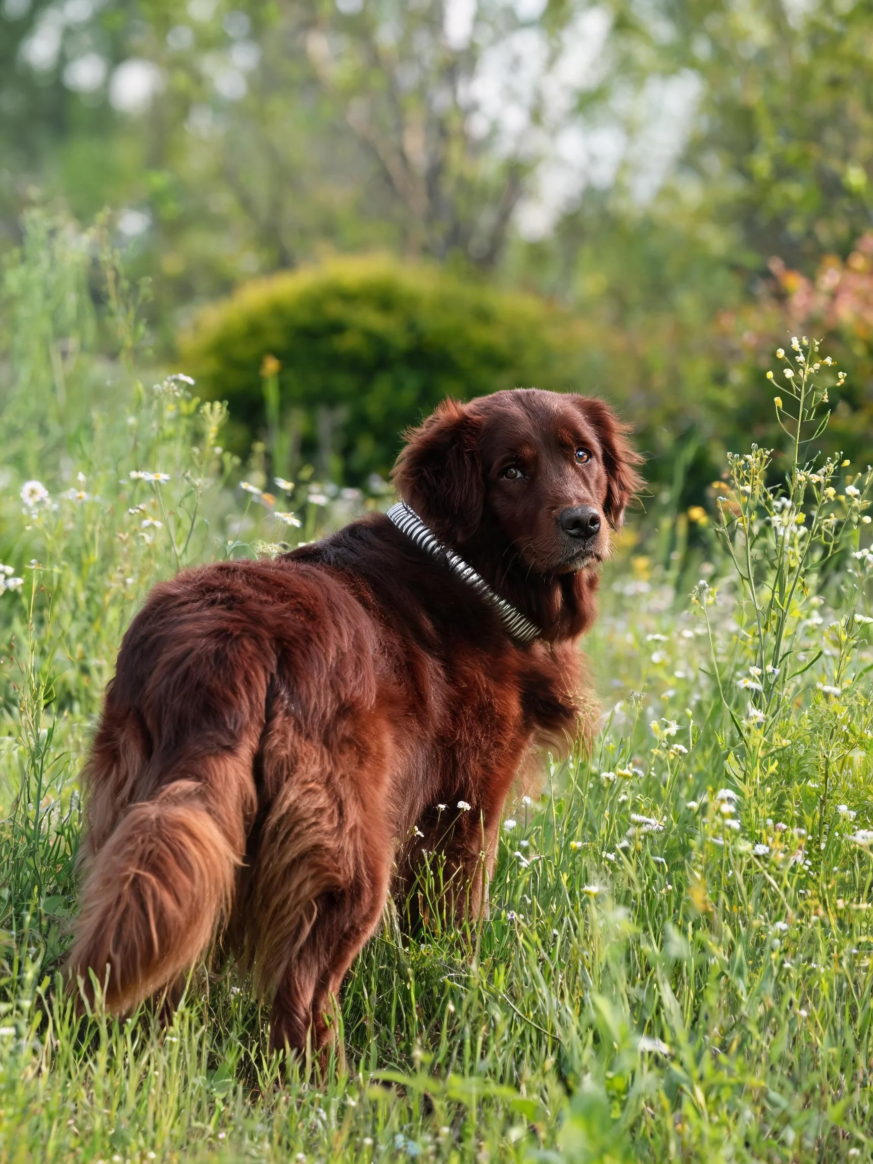 爱尔兰赛特犬有着红棕色浓密的毛发,佩戴着银色项圈。