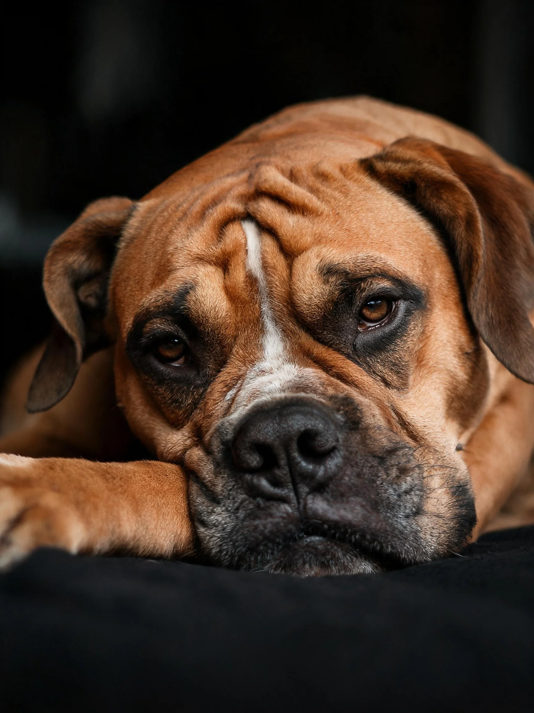 拳师犬半睁双眼,浅棕色皮毛带有白色条纹,头部靠在前肢上呈现放松姿态。