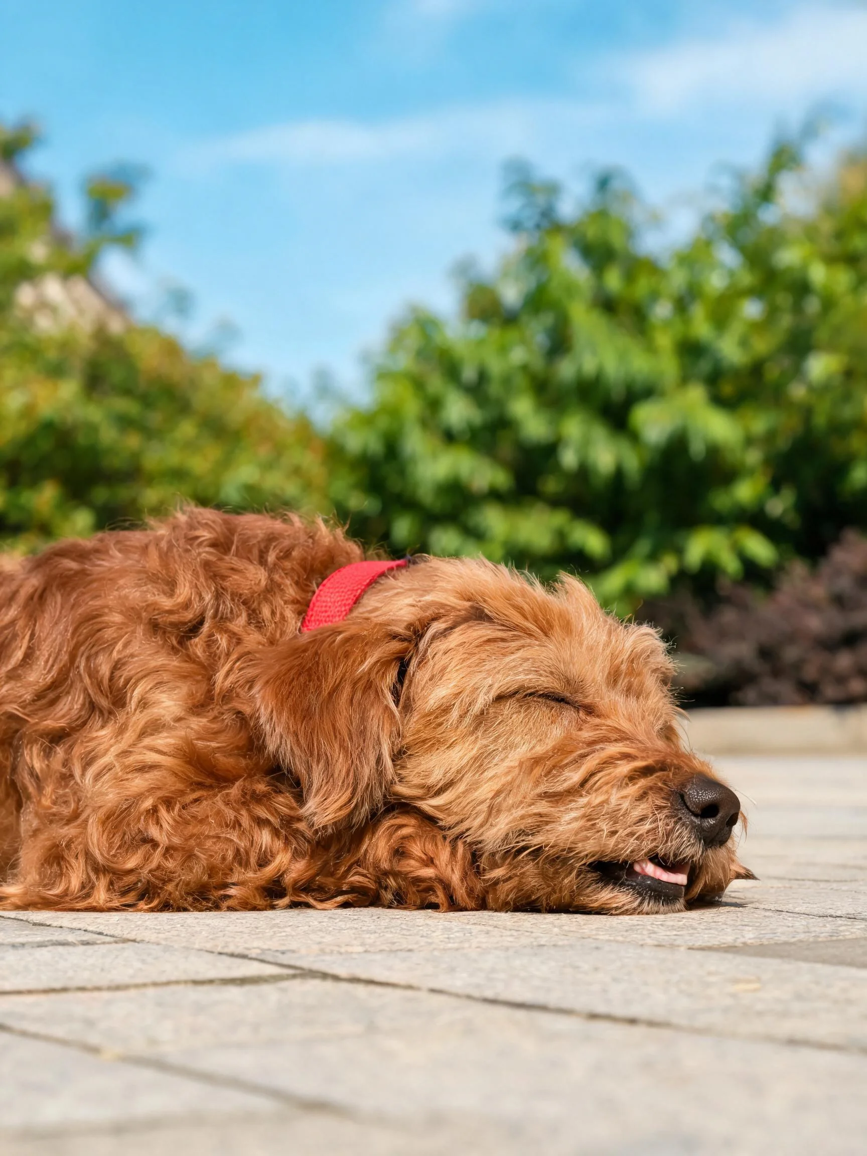 一只贵宾混种犬趴卧在户外砖石地面上，红棕色卷曲毛发，戴着红色项圈，处于放松状态。