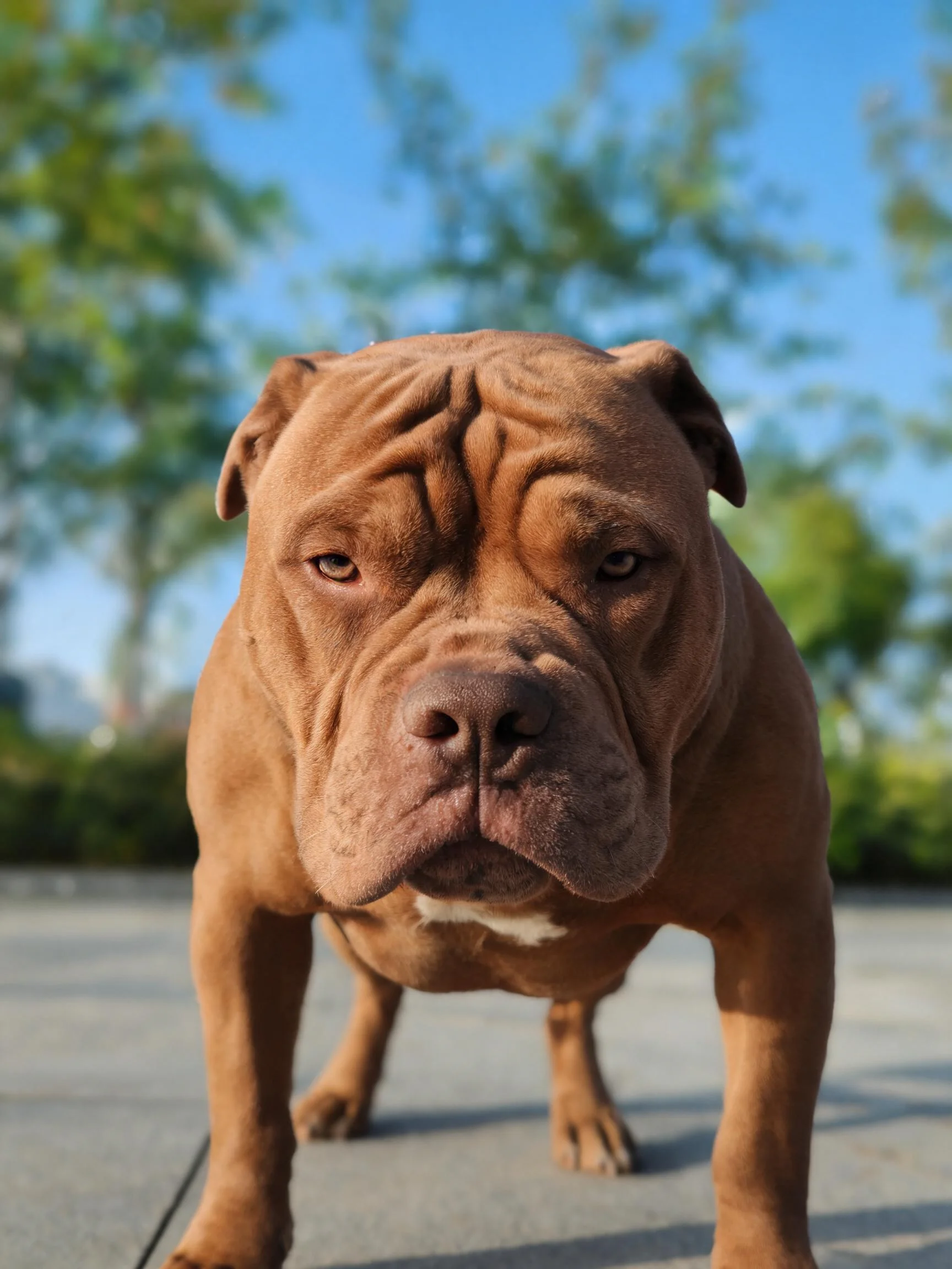 阿根廷杜高犬正安静地站立,短而粗糙的被毛覆盖在身体表面,面部有明显褶皱纹理。