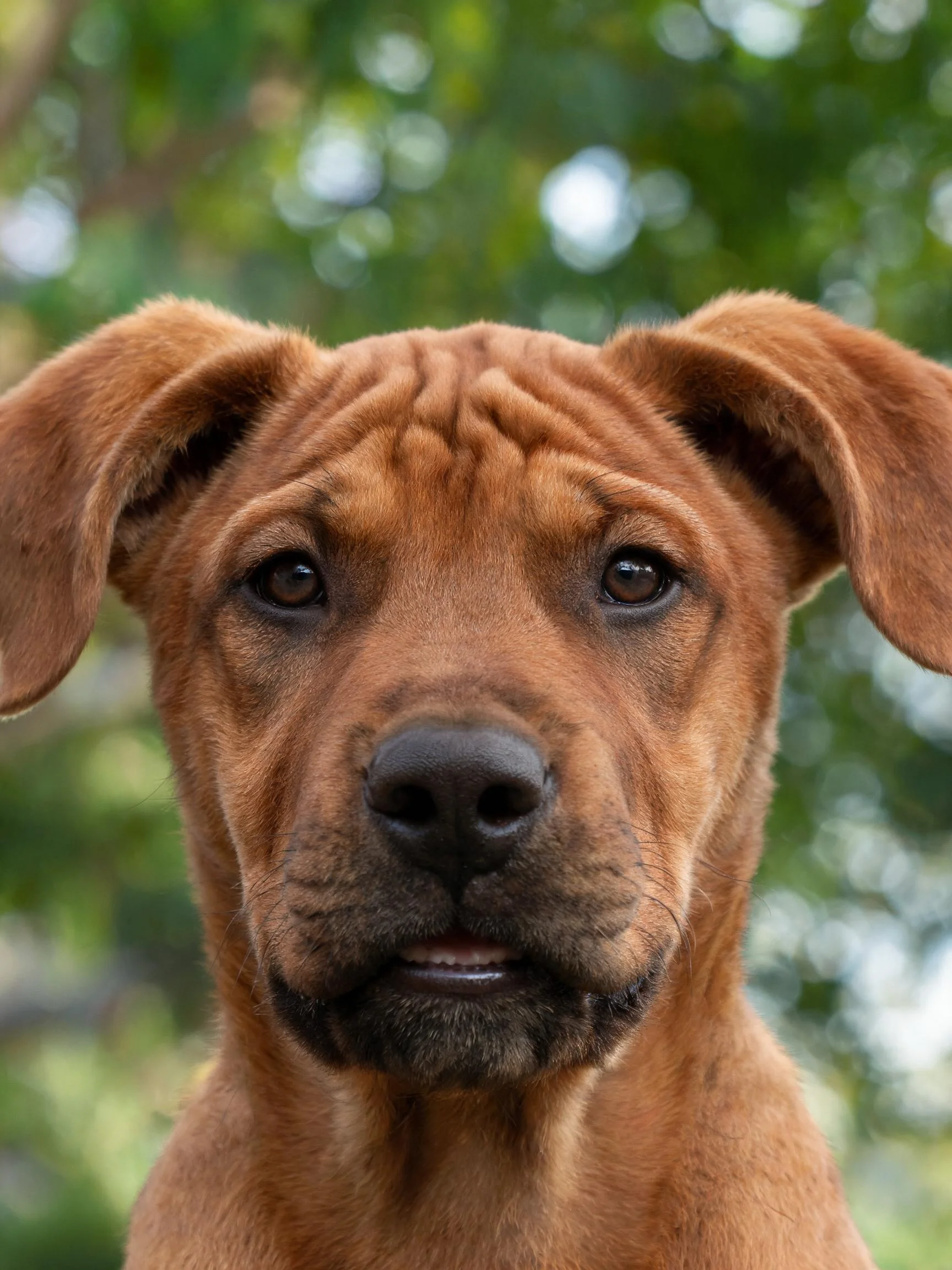 罗德西亚脊背犬幼犬,宽大下垂的耳朵和红棕色短毛清晰可见。