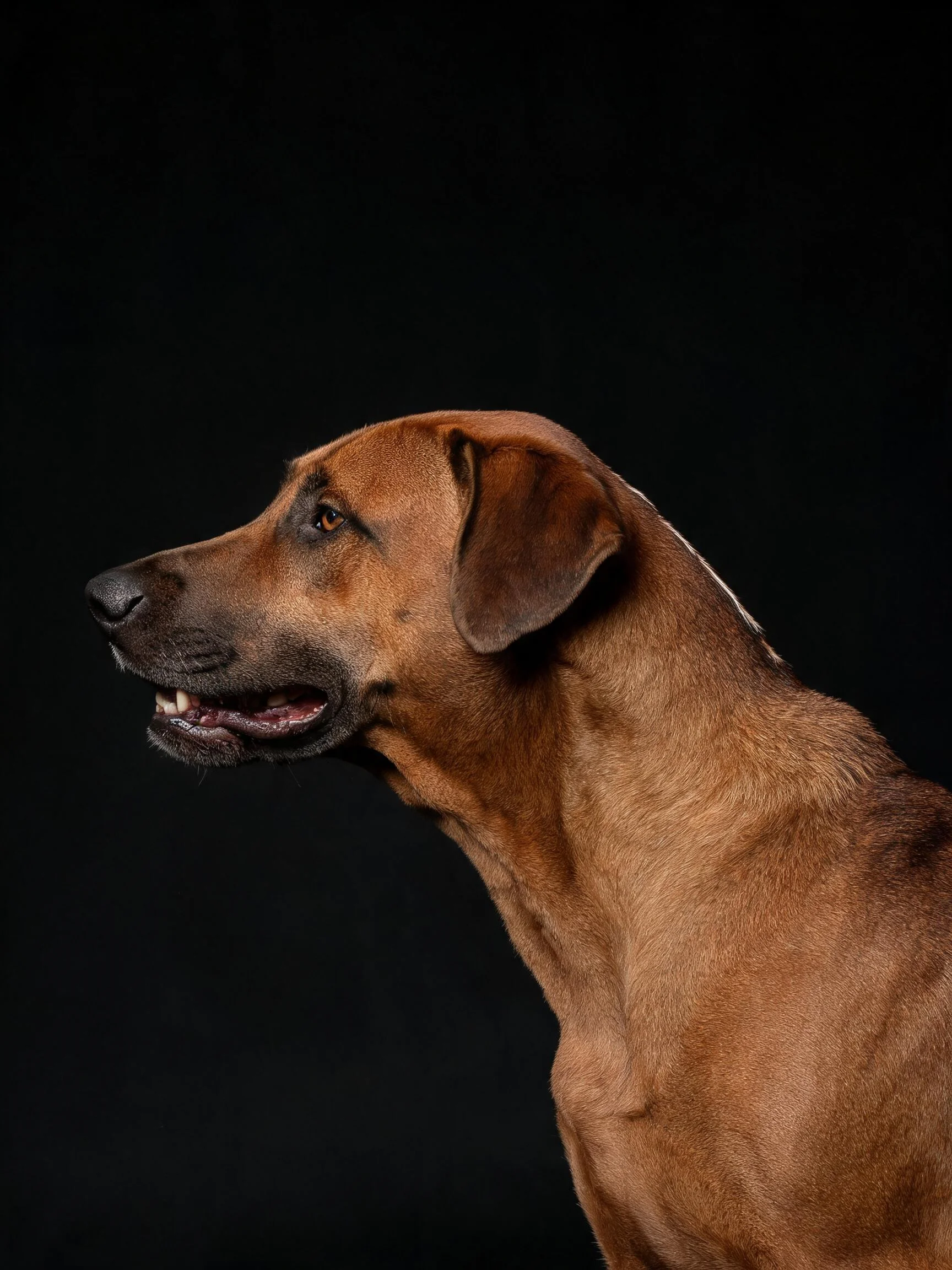 罗德西亚脊背犬展现深棕色皮毛与优雅姿态,嘴巴微微张开露出牙齿,在黑色背景下前清晰呈现。