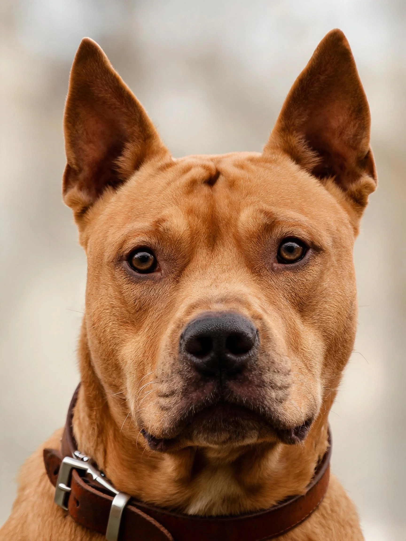 阿根廷杜高犬特写镜头,暖棕色短毛搭配深棕色皮质项圈,耳朵竖立呈现警觉姿态。