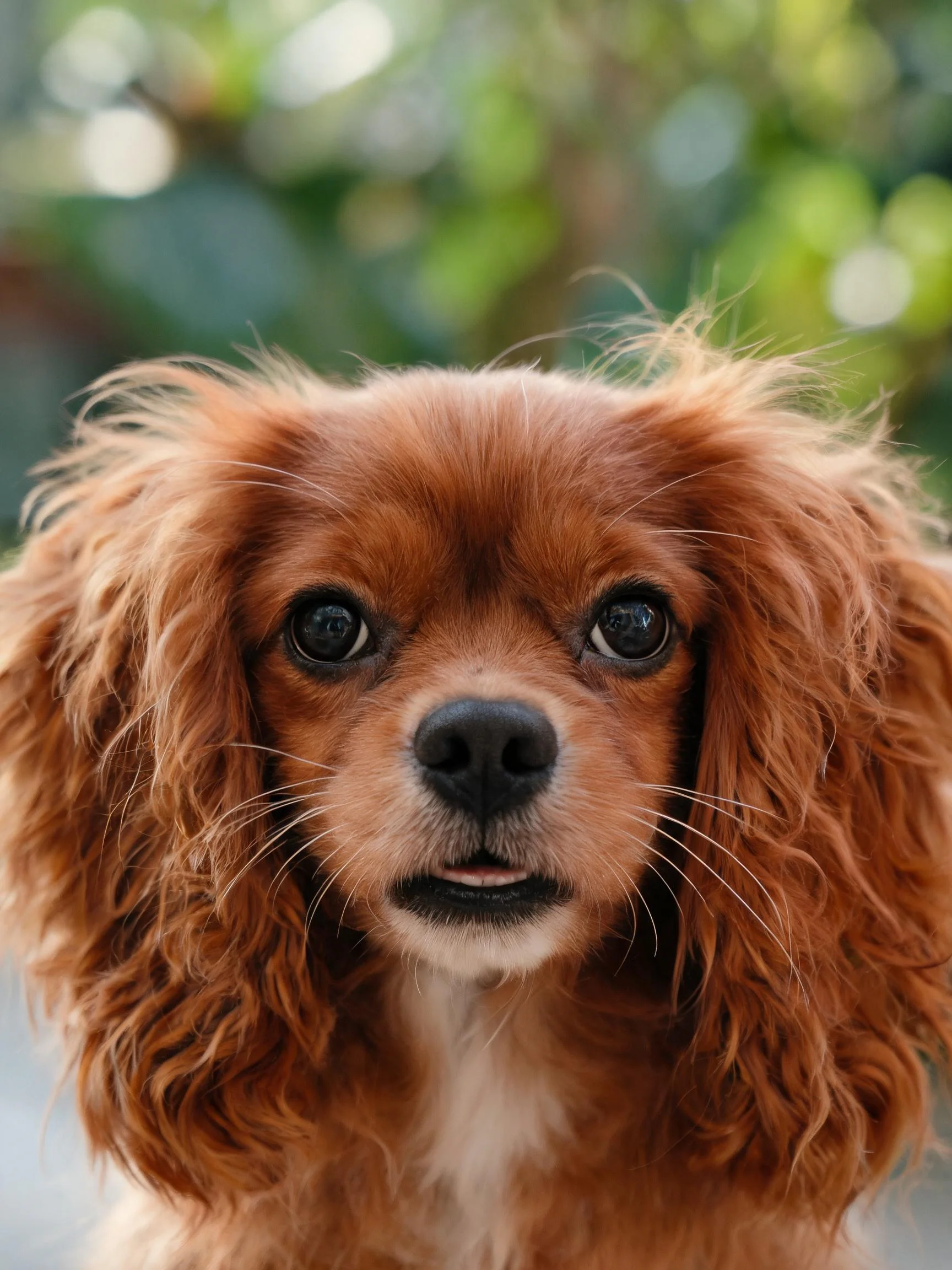 王查理王小猎兔犬正面特写,展现出其红棕色卷曲毛发和明亮的眼神。