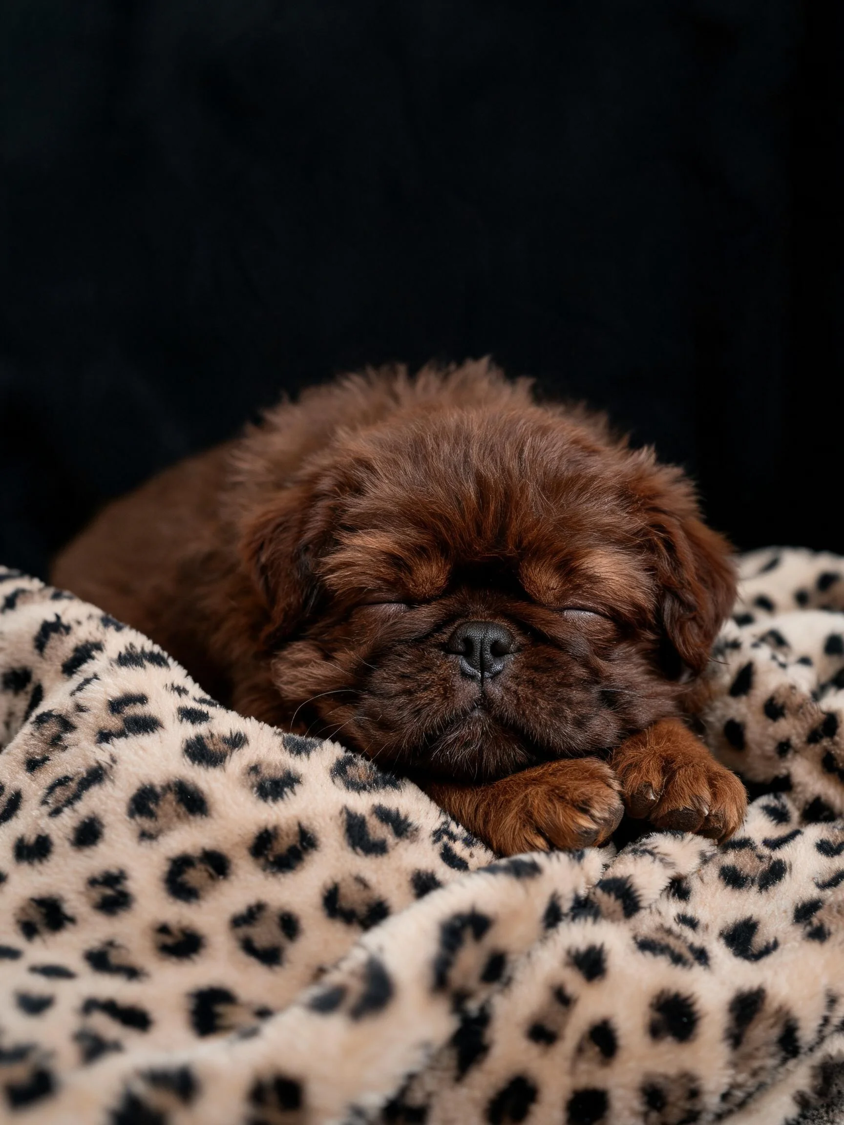 一只深棕色的北京犬幼崽闭眼睡觉,趴在有黑色斑点的浅棕色毛毯上,背景为纯黑色。