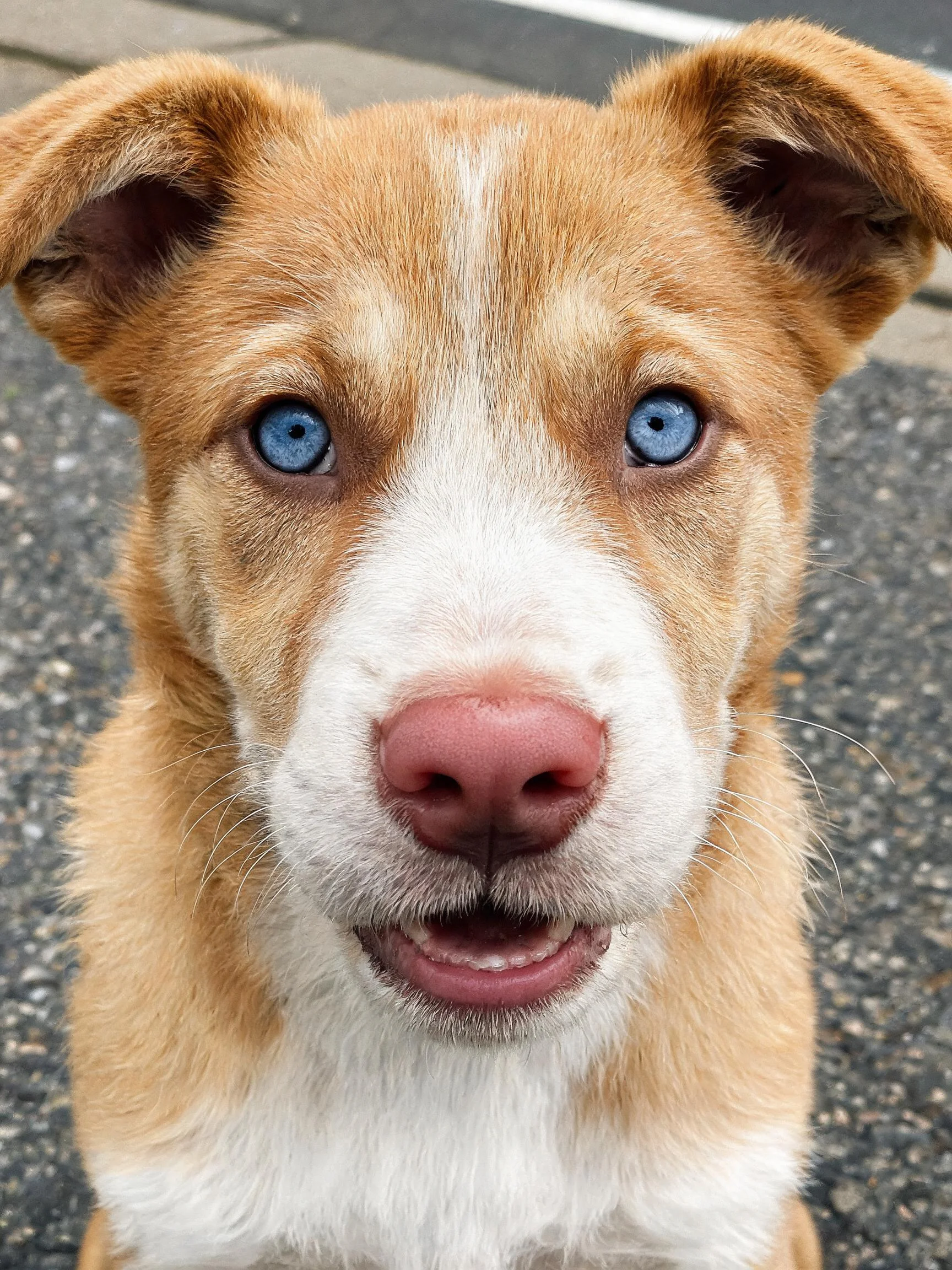 蓝眼短毛混血犬，有着明亮的蓝色眼睛和浅棕色带白色的被毛。