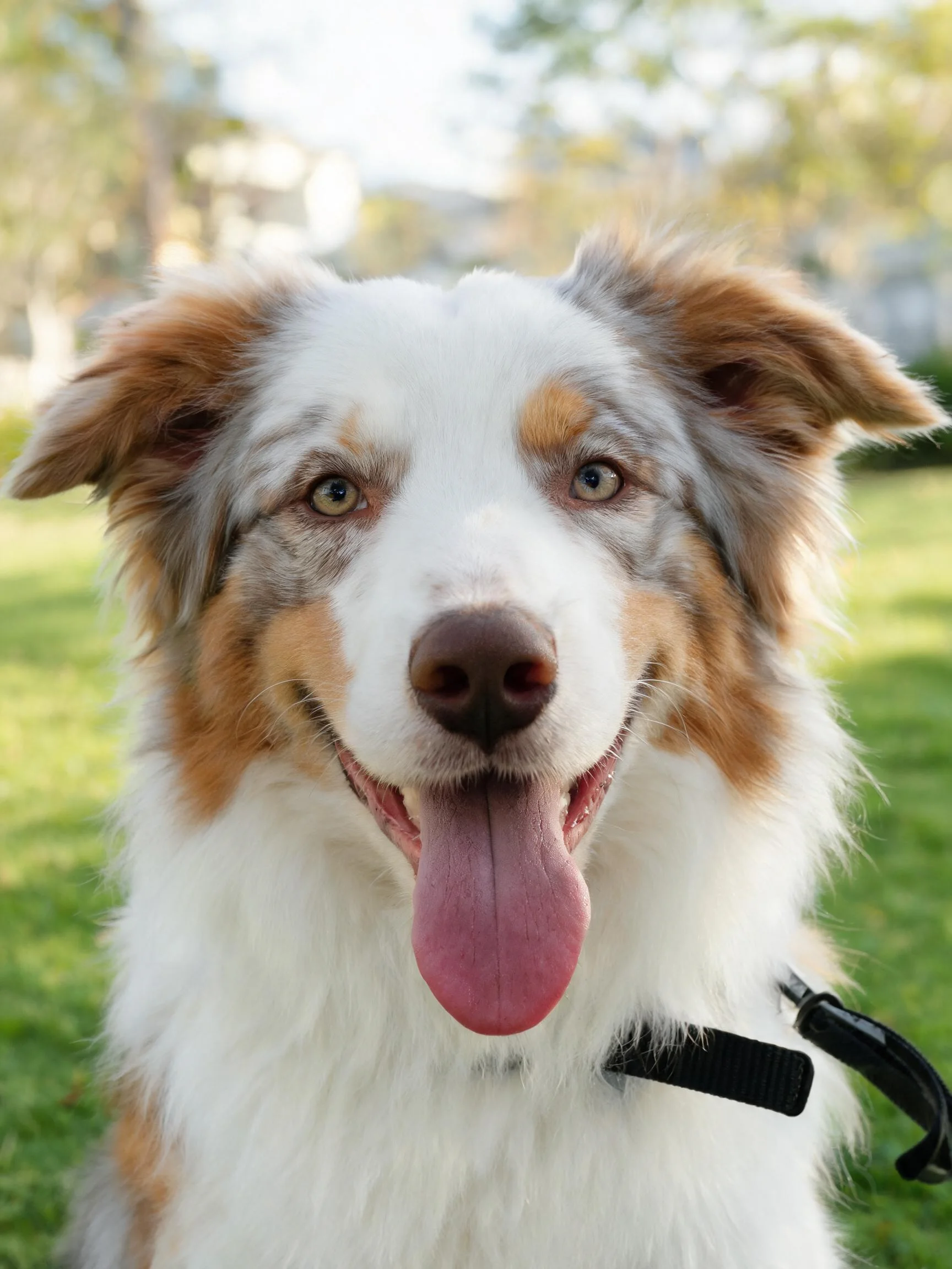 边境牧羊犬张开嘴巴时湿润的粉色舌头清晰可见,毛发蓬松柔软。