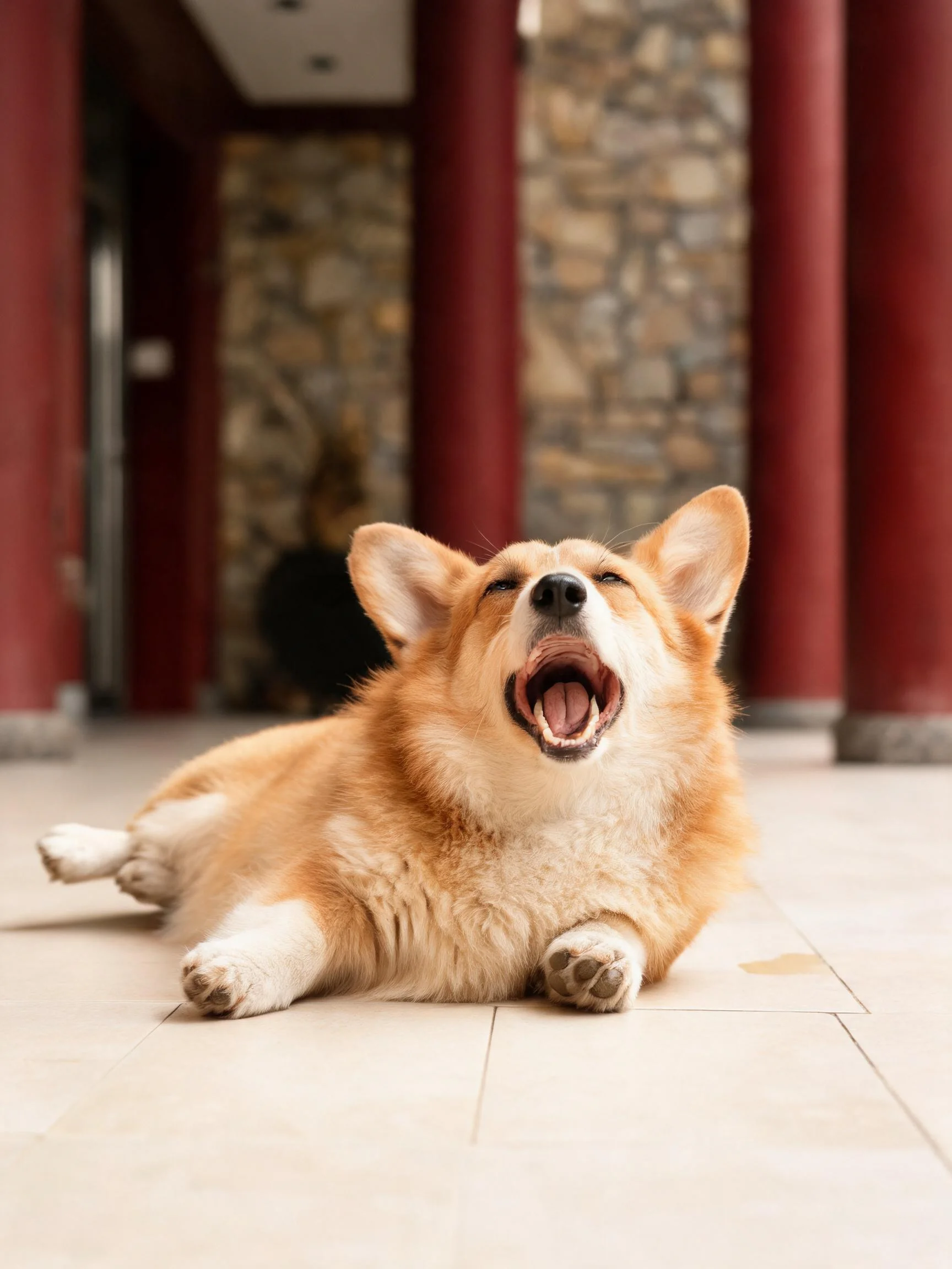 柯基犬张着嘴巴打哈欠,橙黄色被毛柔软蓬松,处于红色立柱环绕的空间内。
