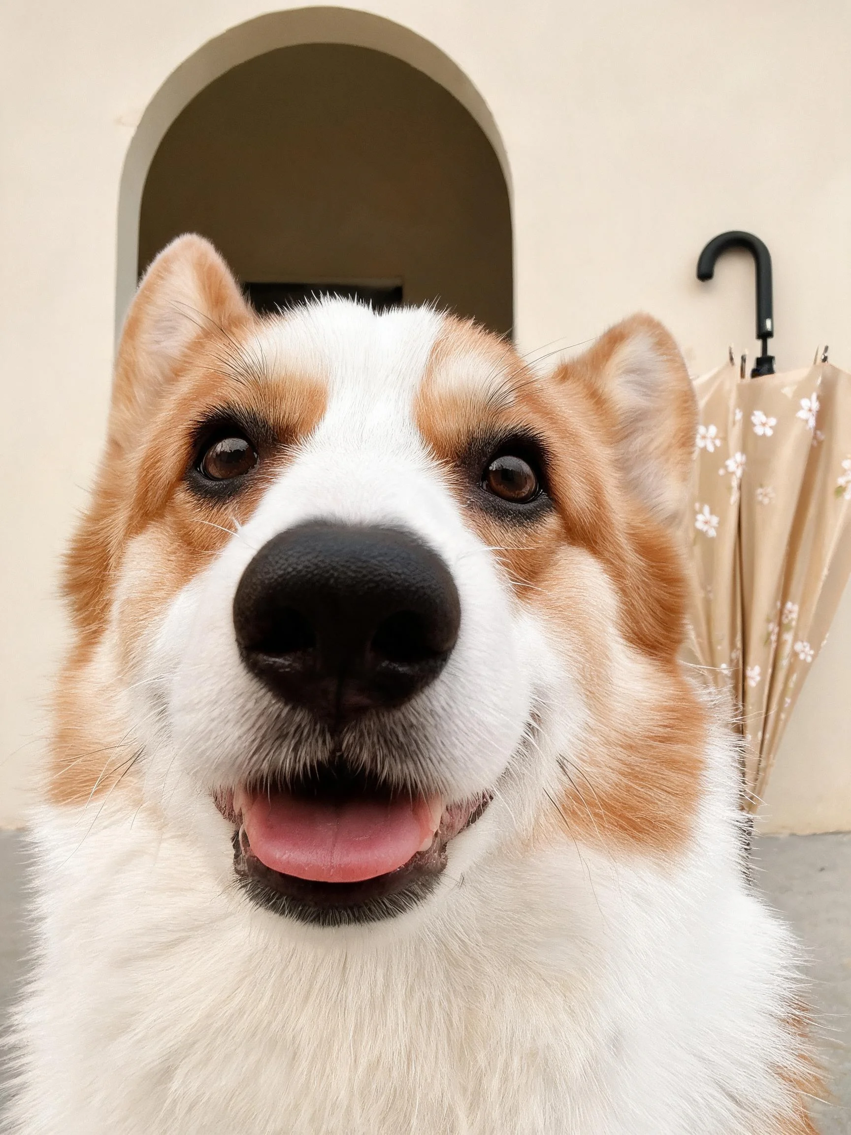 一只柯基犬,红白相间的毛发,正对着镜头露出舌头,黑色的鼻头圆润。