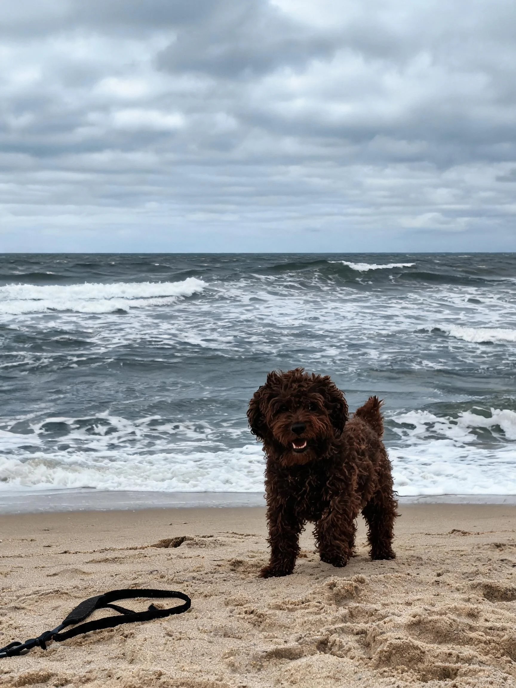 沙滩上的拉布拉多卷毛犬,毛发湿润且蓬松,正站在海边观察周围环境。
