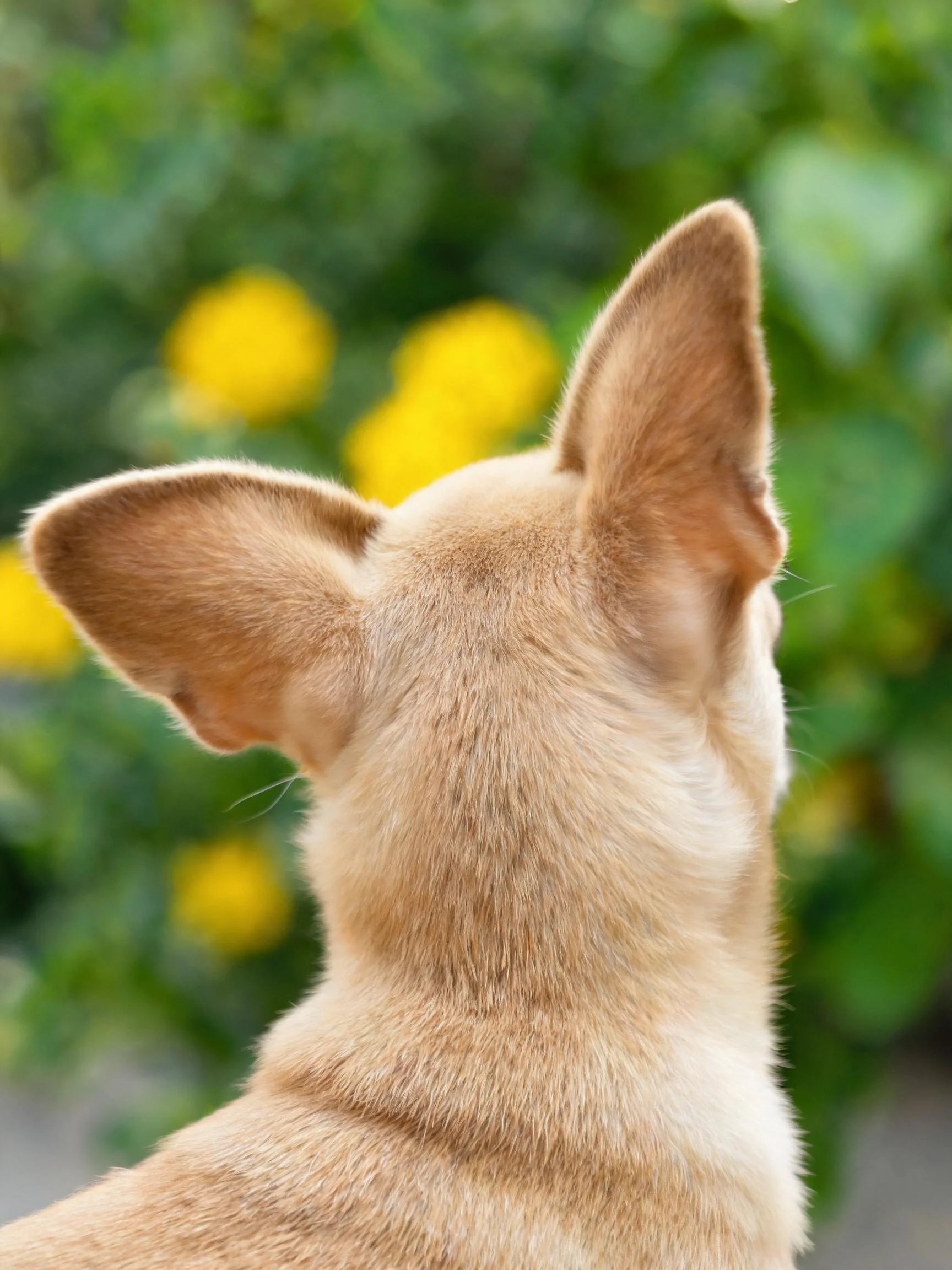 浅棕色吉娃娃犬背部及竖立的大耳朵清晰可见,背景中黄色花朵与绿色植被形成鲜明对比。