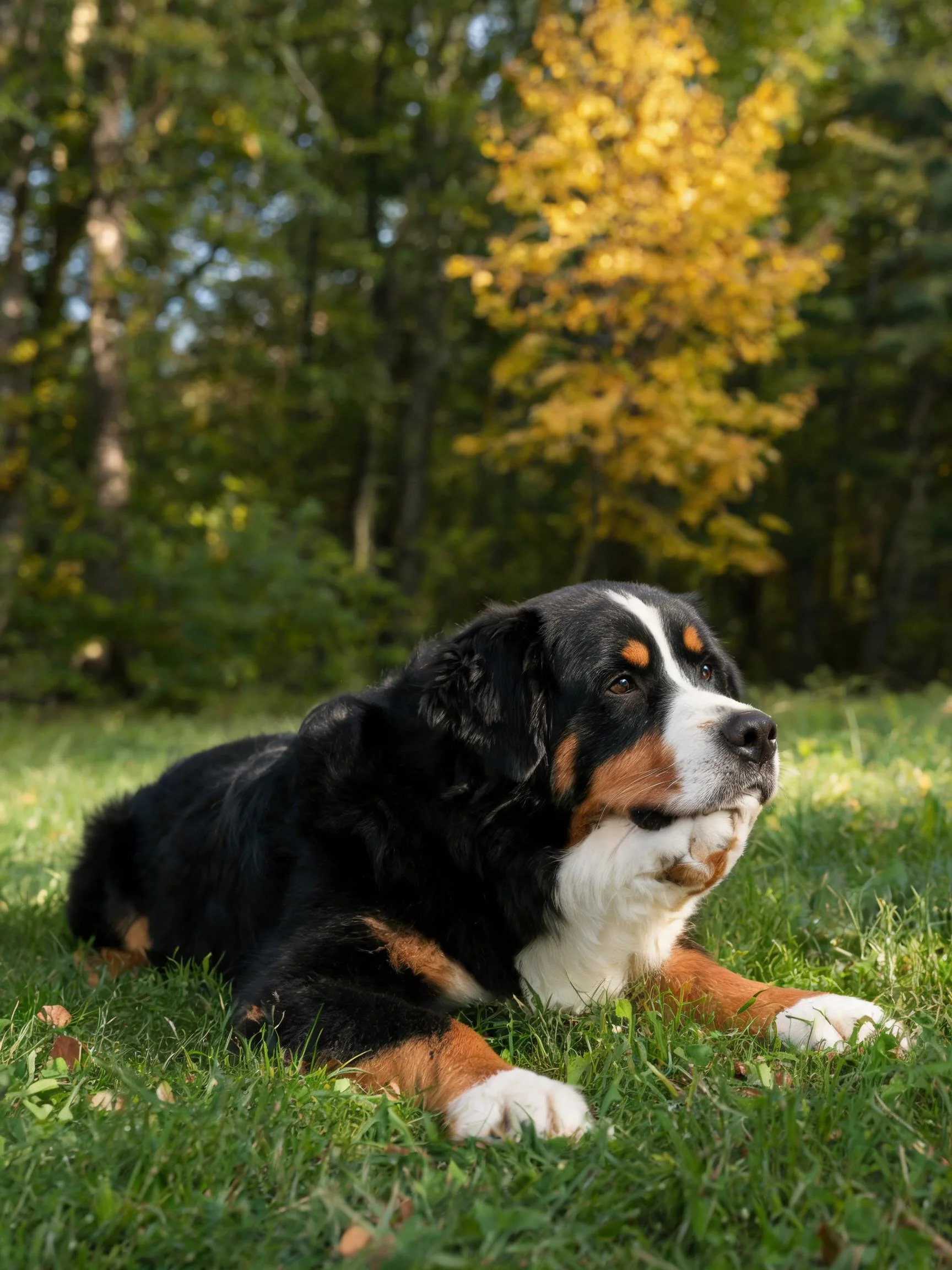 伯恩山犬有着黑、白、棕三色被毛,正安静地趴在草地上凝视远方。