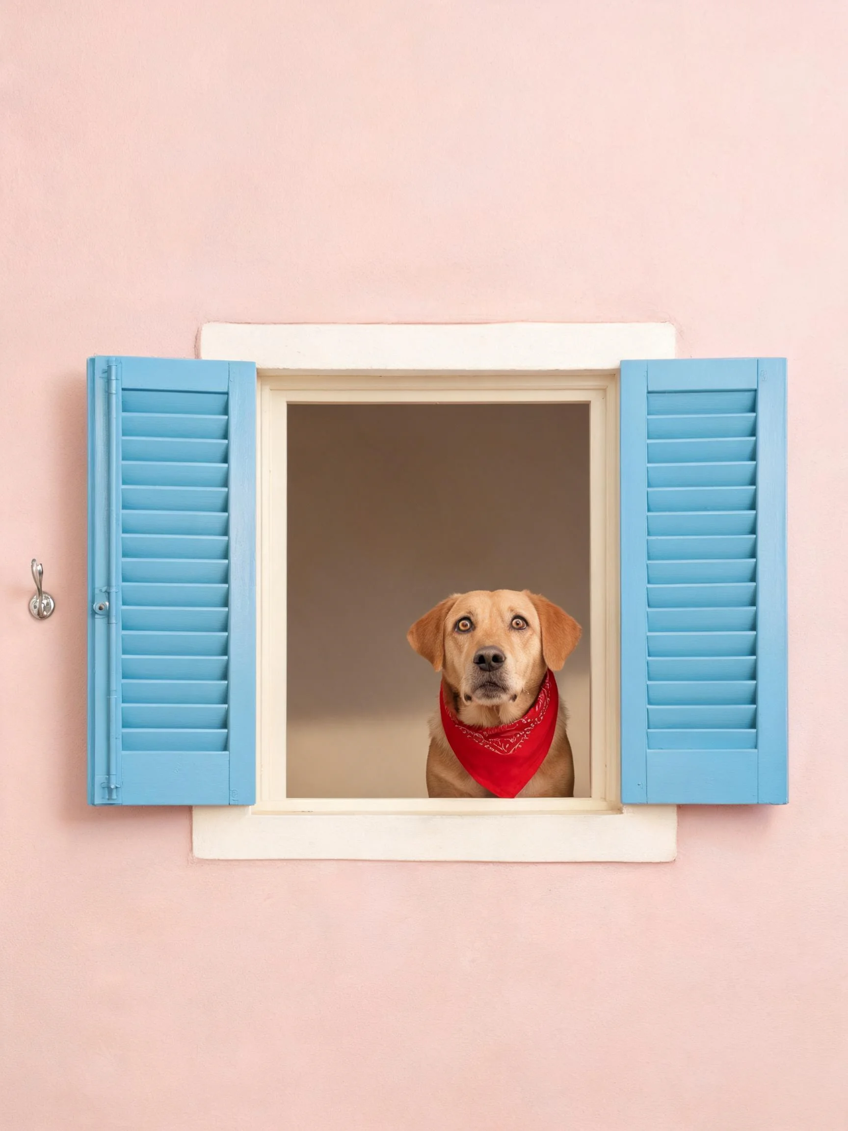 黄色拉布拉多猎犬戴着红色方巾,正专注地透过窗户凝视窗外景象。