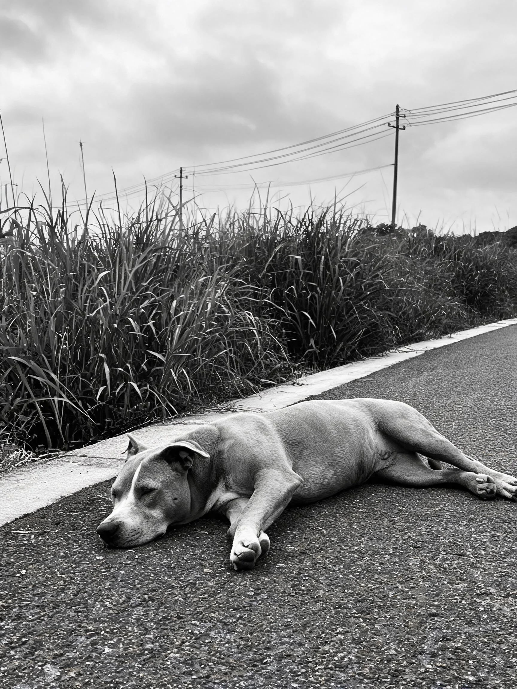 宽头短毛犬安静趴在柏油路面,短而紧实的浅灰色皮毛贴附在路面,面部肌肉线条清晰可见。