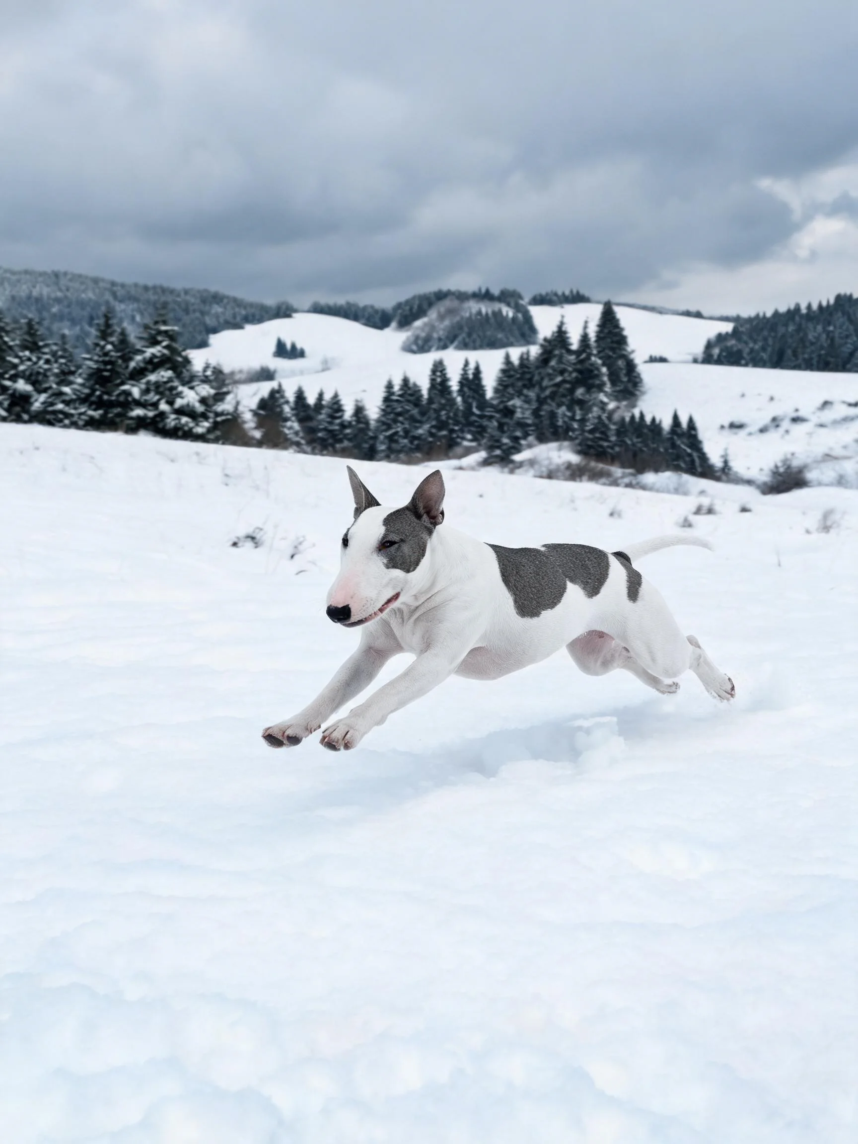 牛头梗犬在雪地中奔跑,黑白相间的皮毛清晰可见,四肢伸展呈现出动态姿态。