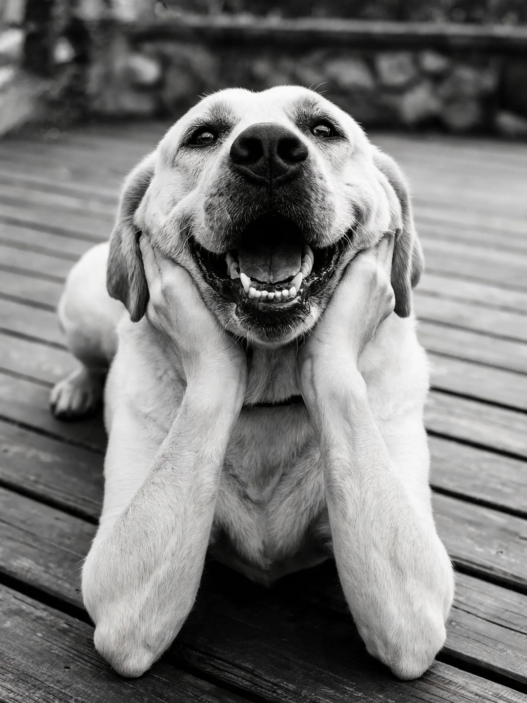 拉布拉多猎犬用前爪轻触脸部,嘴巴张开露出牙齿,毛发短而浓密。