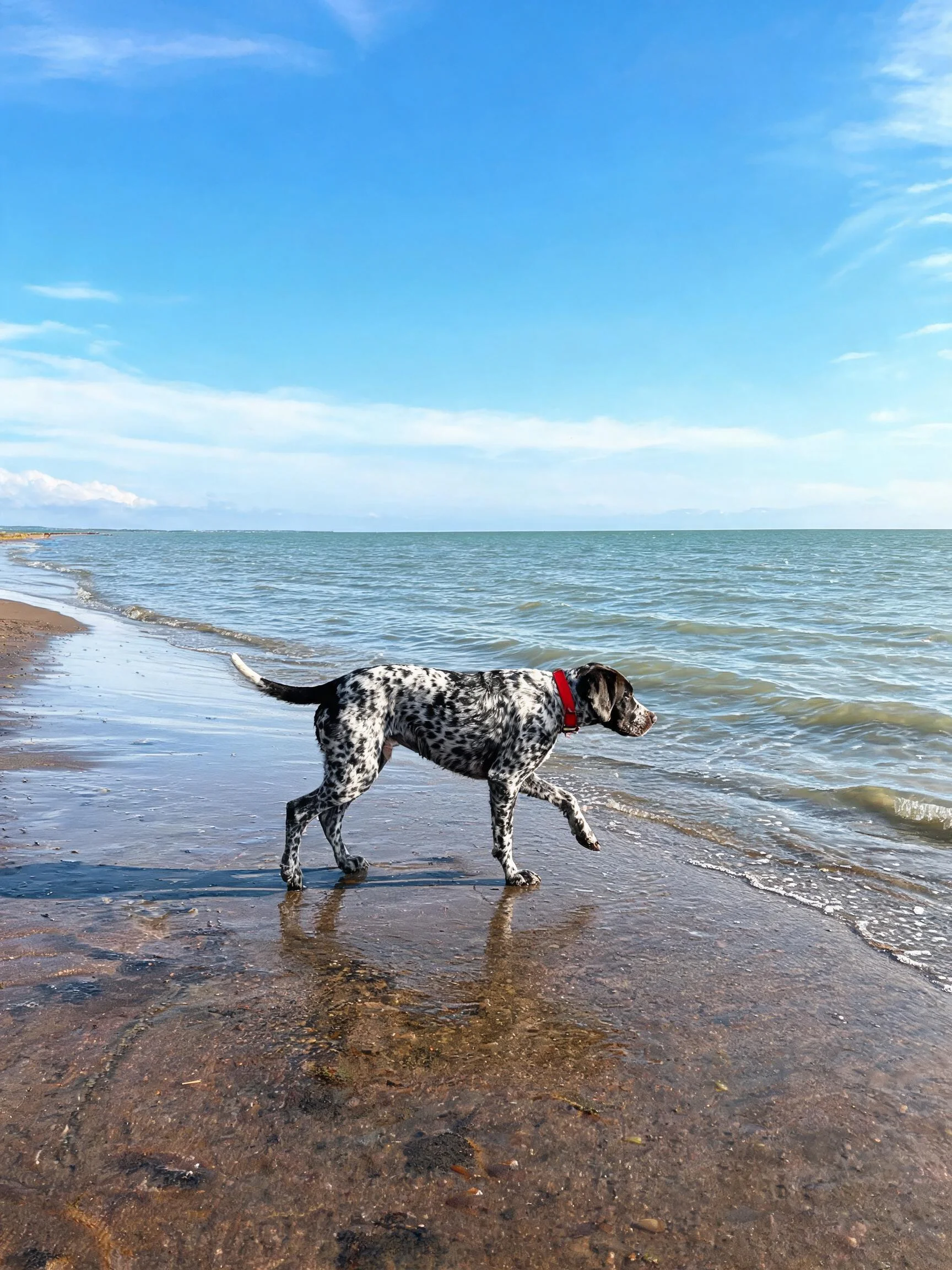 德国短毛波音达犬在海滩浅水中行走，身上黑白斑点分明，佩戴红色项圈。