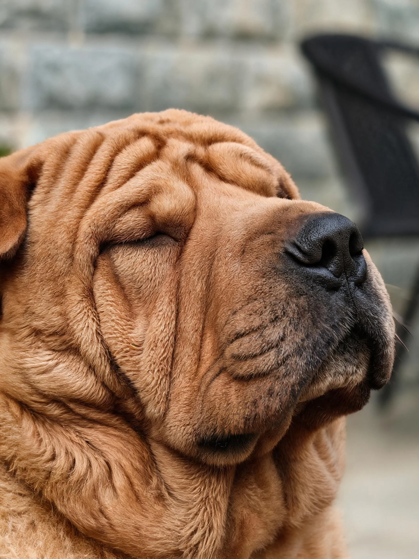 中国沙皮犬双眼轻闭,浅棕色皮肤布满褶皱纹理,皮肤质感清晰呈现。